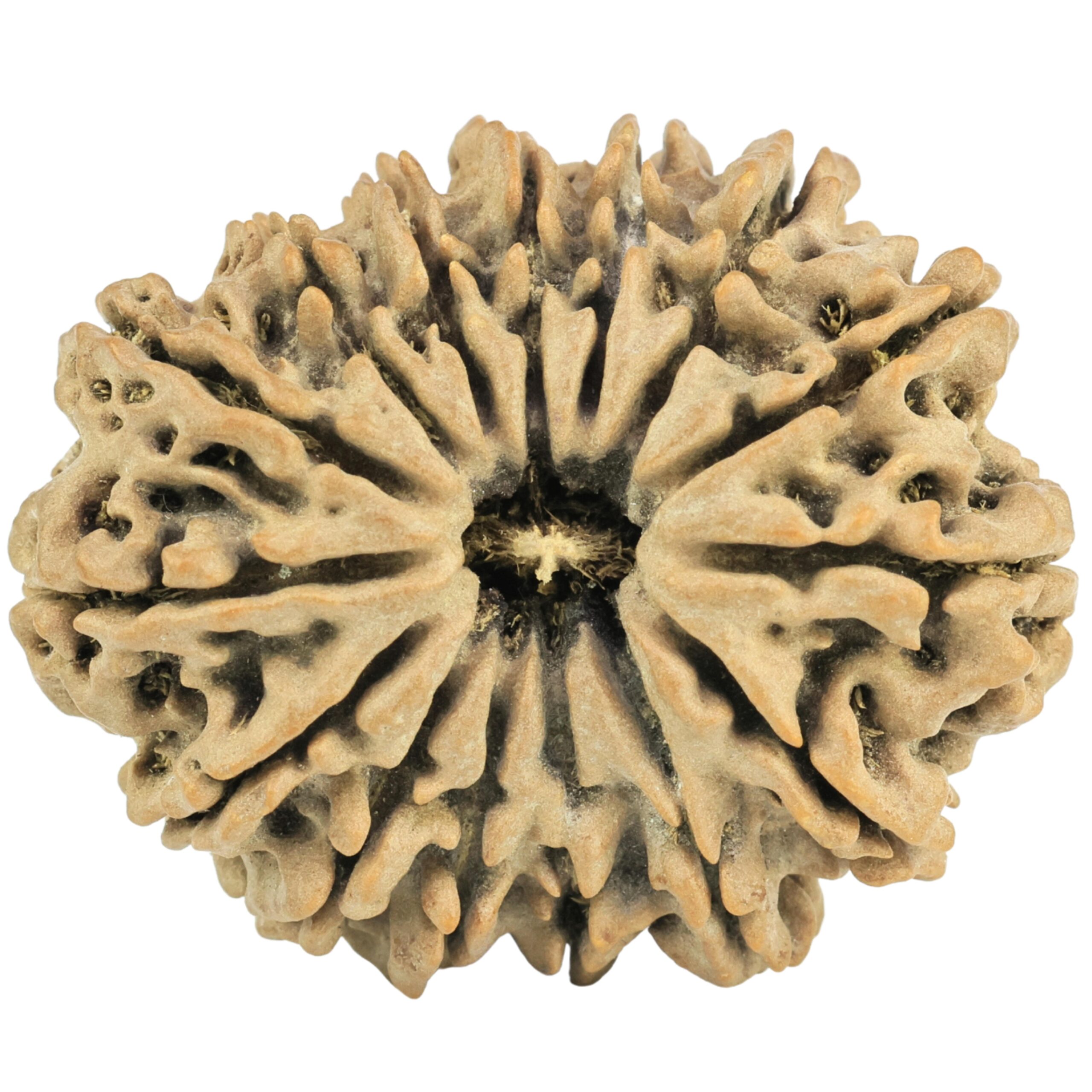 15 Mukhi Rudraksha 33mm 7.27gm - Rudraksha