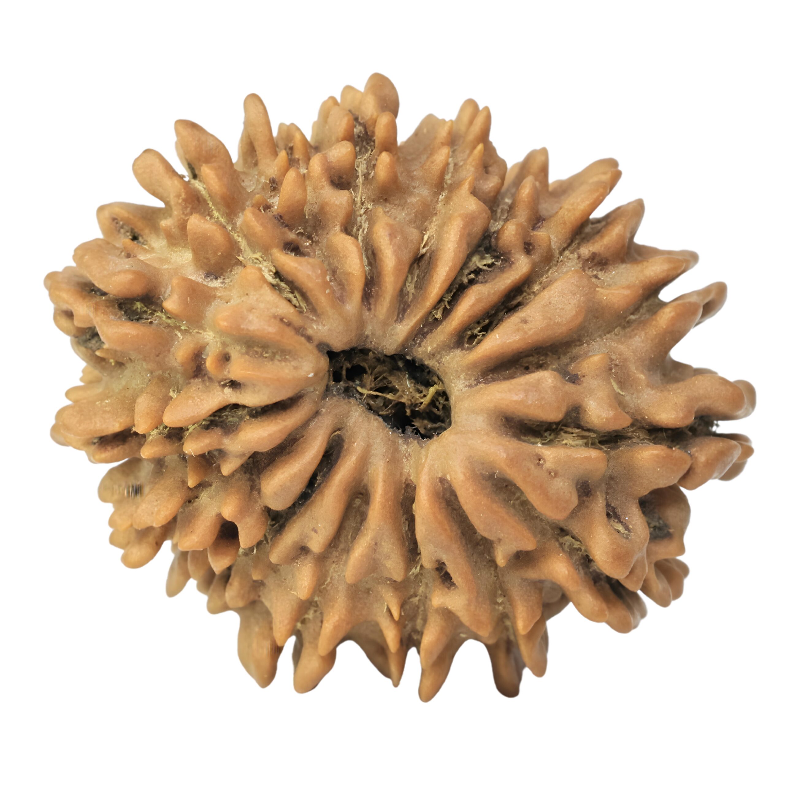 16 Mukhi Rudraksha 23.4mm 2.77gm - Rudraksha