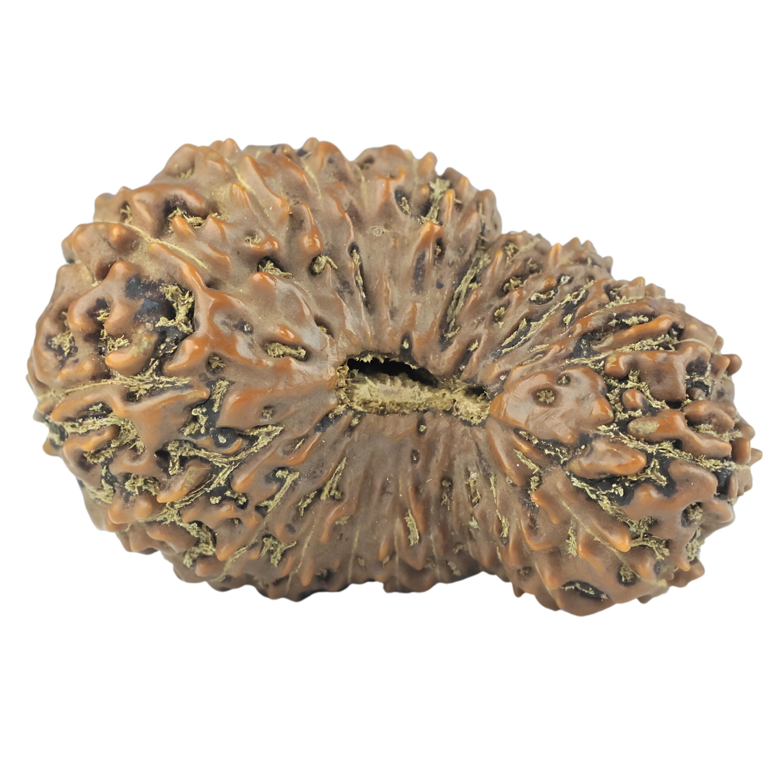 24 Mukhi Rudraksha 32.7mm 5.38gm - Rudraksha