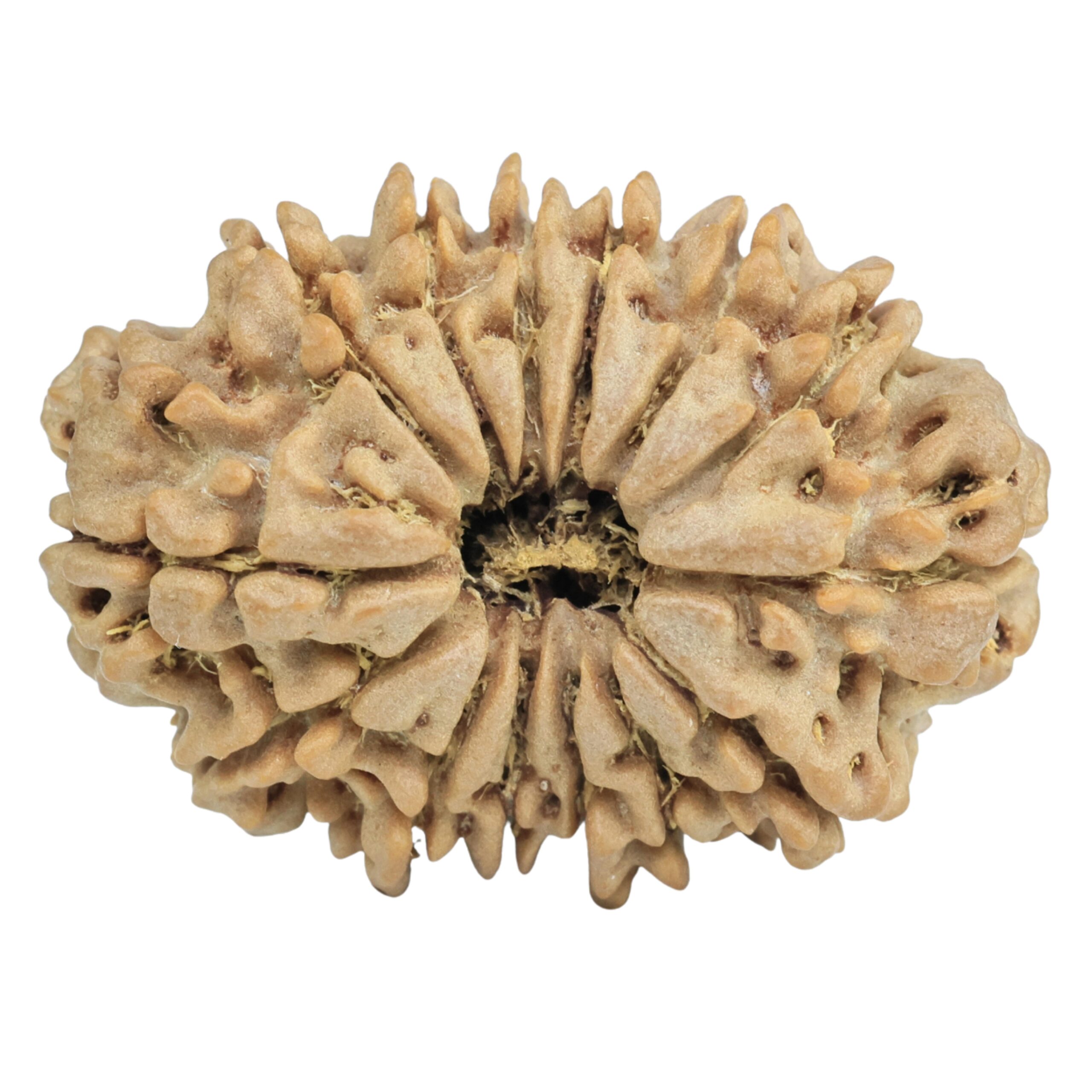 14 Mukhi Rudraksha 29.1mm 4.48gm - Rudraksha