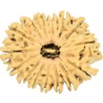 15 Mukhi Rudraksha 30.5mm 4gm - Rudraksha