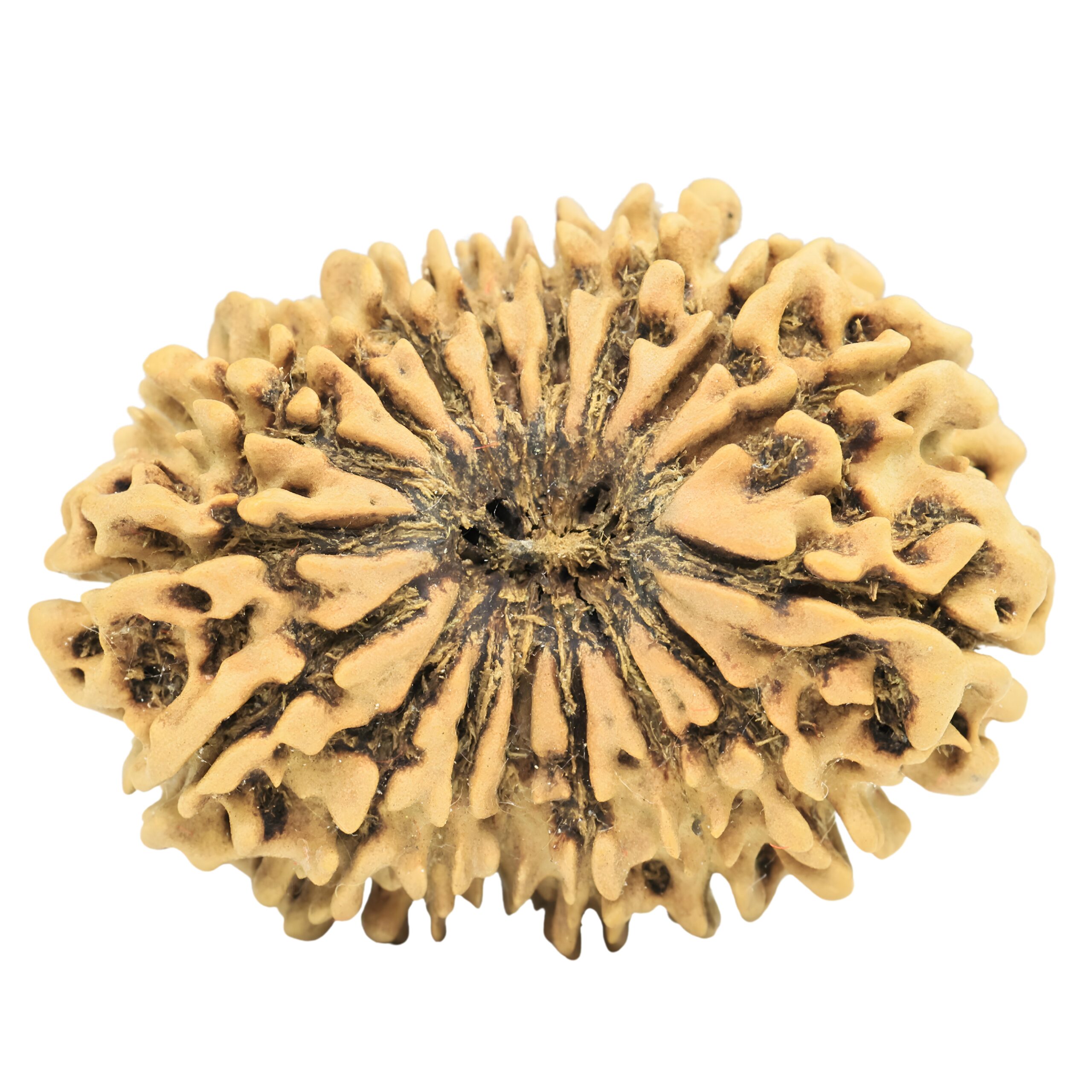 17 Mukhi Rudraksha 31.4mm 4.49gm - Rudraksha