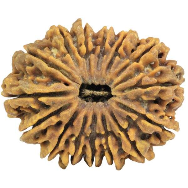15 Mukhi Rudraksha 37.5mm 10gm - Rudraksha