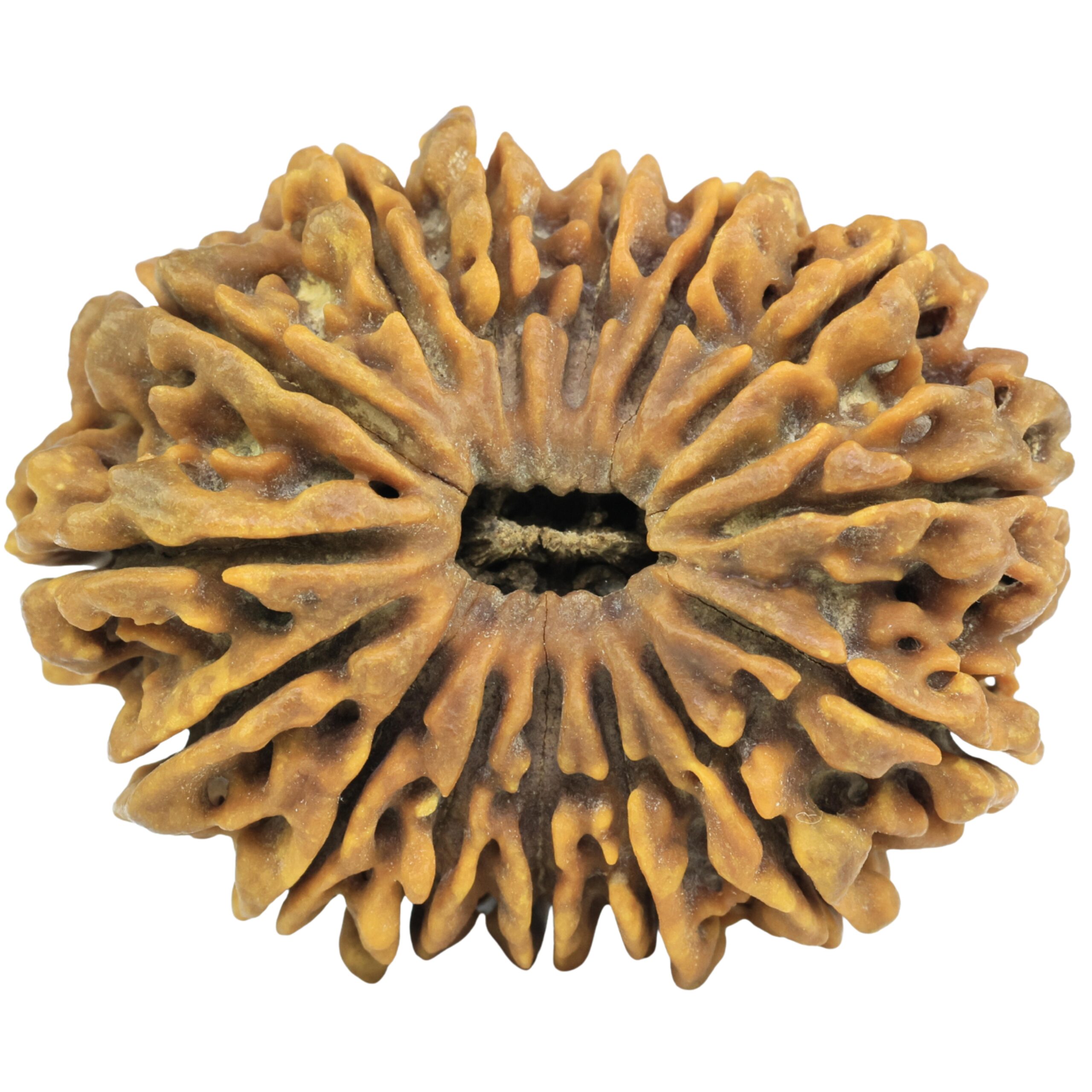15 Mukhi Rudraksha 37.5mm 10gm - Rudraksha