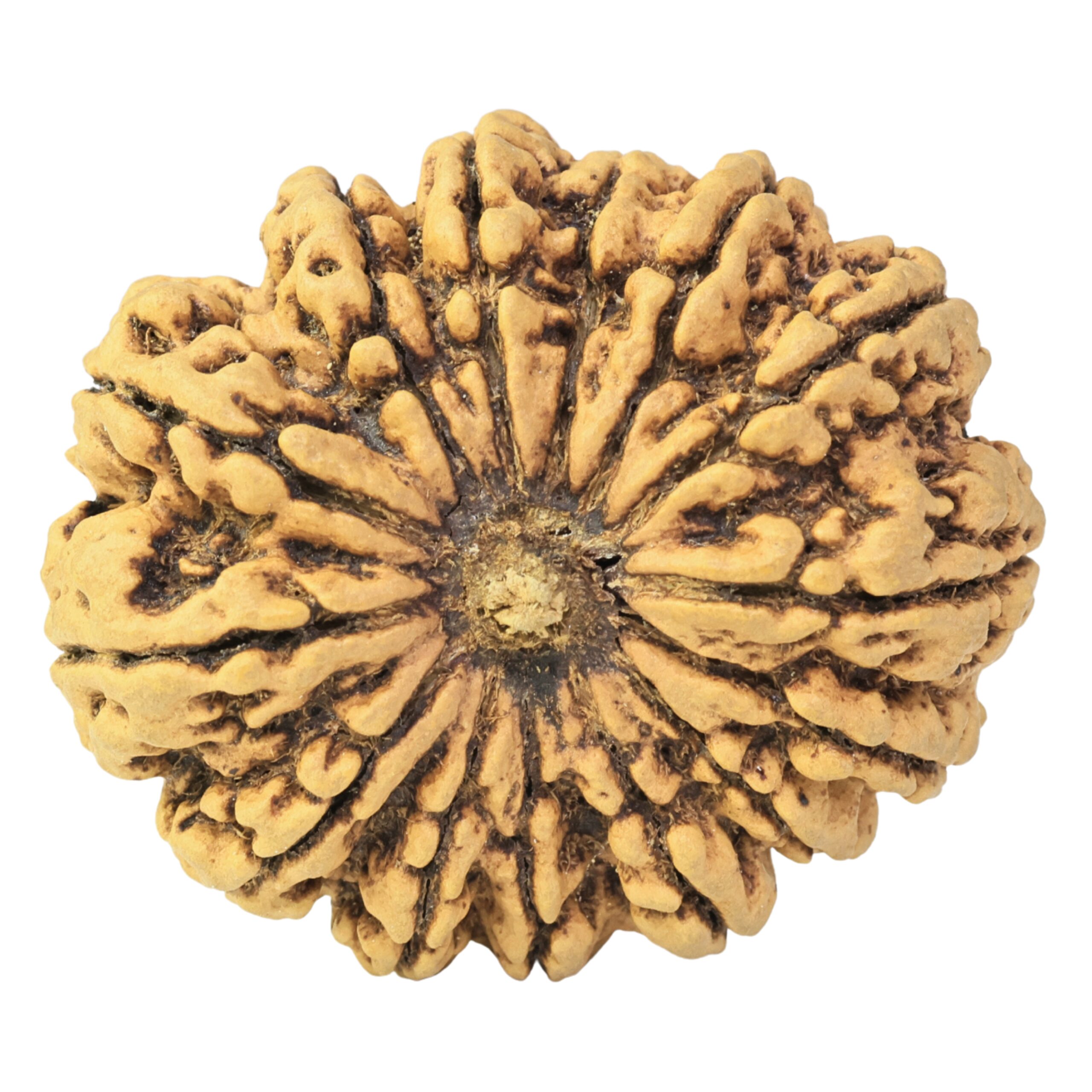 14 Mukhi Rudraksha 36.8mm 9.1gm - Rudraksha