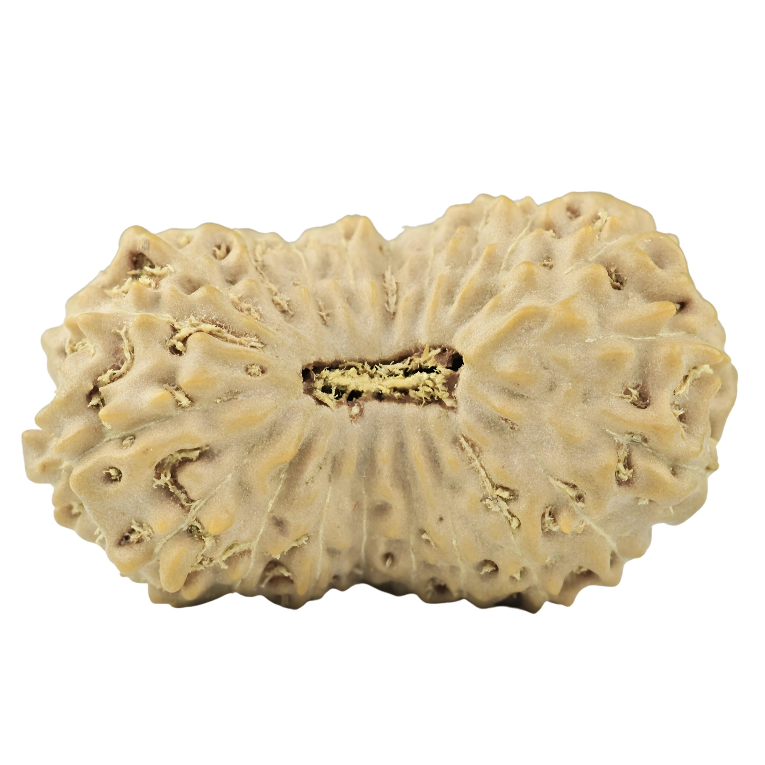 21 Mukhi Rudraksha 25.3mm 2.54gm - Origin: Indonesia - Rudraksha