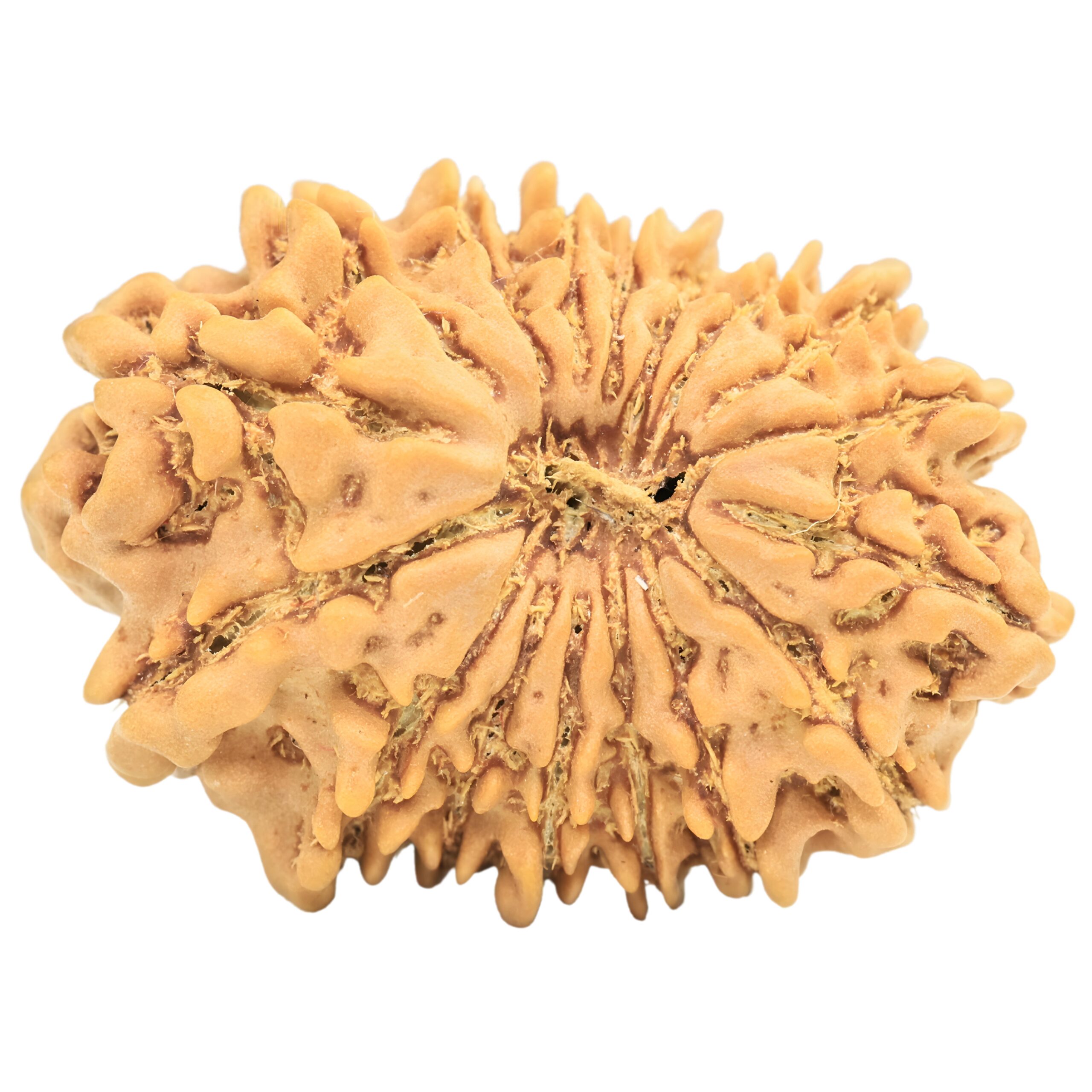 17 Mukhi Rudraksha 26.4mm 3.14gm - Rudraksha