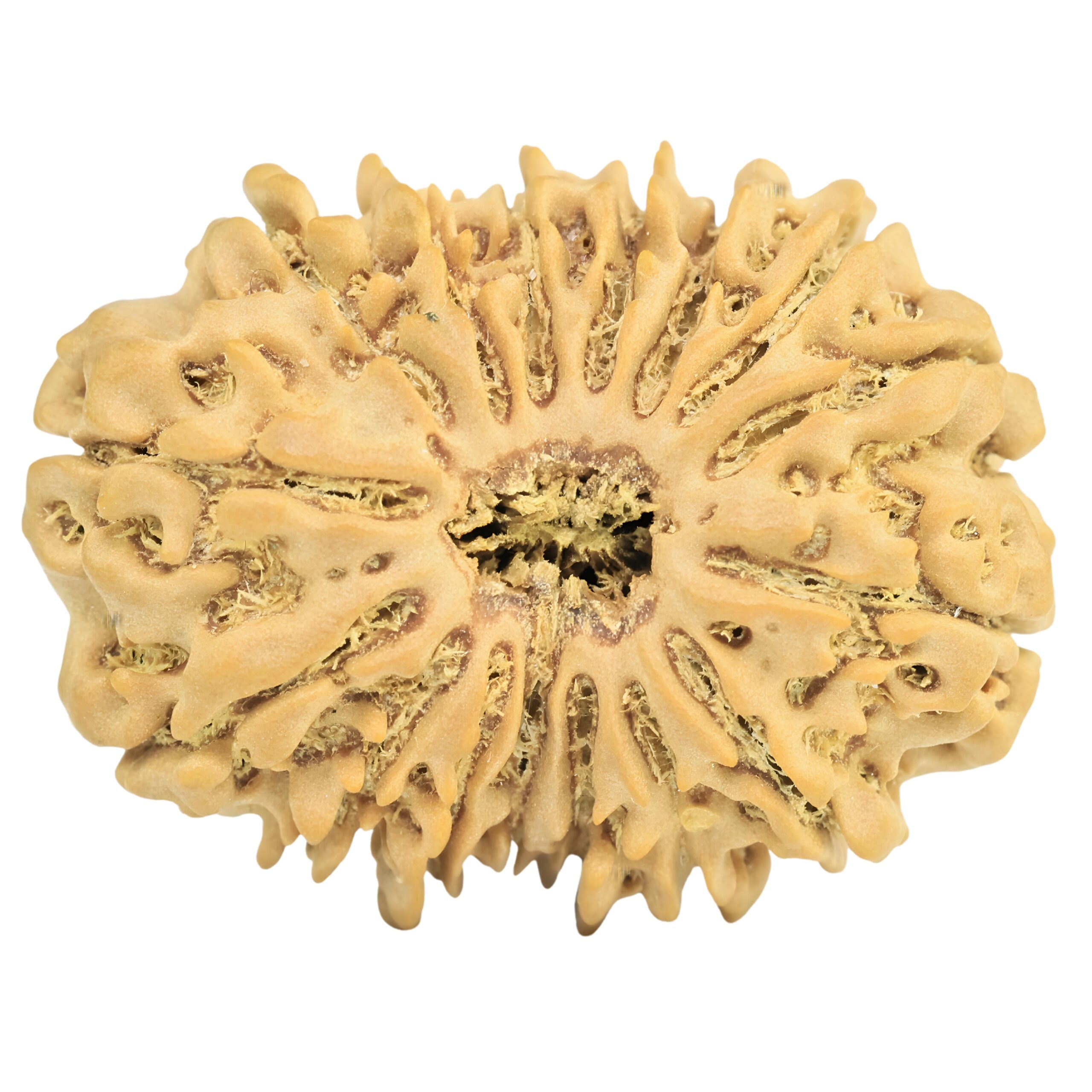 16 Mukhi Rudraksha 27.6mm 4.46gm - Rudraksha