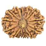 15 Mukhi Rudraksha 31mm 5.19gm - Rudraksha
