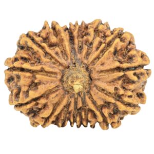 15 Mukhi Rudraksha 31mm 5.19gm - Rudraksha