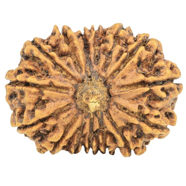 15 Mukhi Rudraksha 31mm 5.19gm - Rudraksha