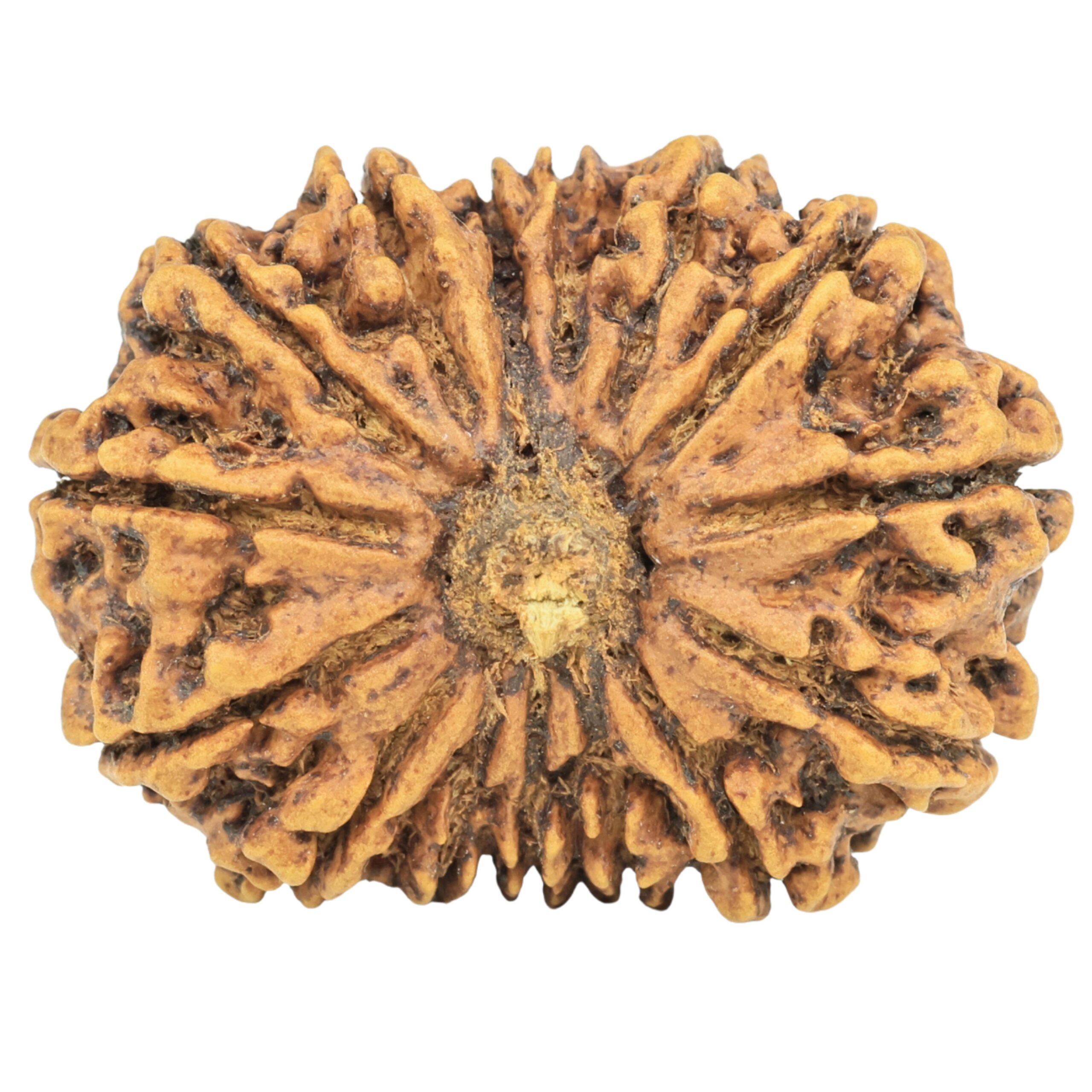 15 Mukhi Rudraksha 31mm 5.19gm - Rudraksha