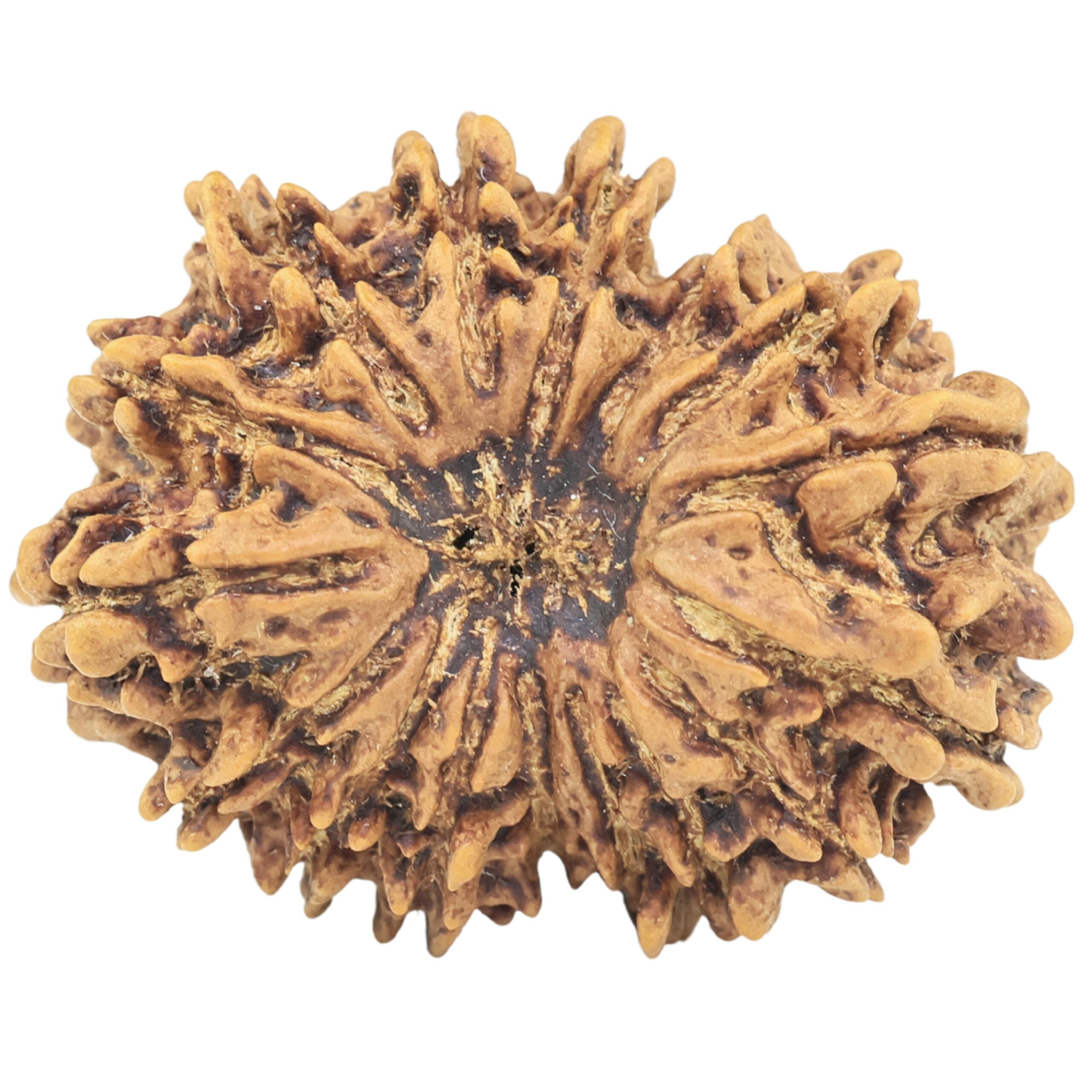 16 Mukhi Rudraksha 28.4mm 5gm - Rudraksha