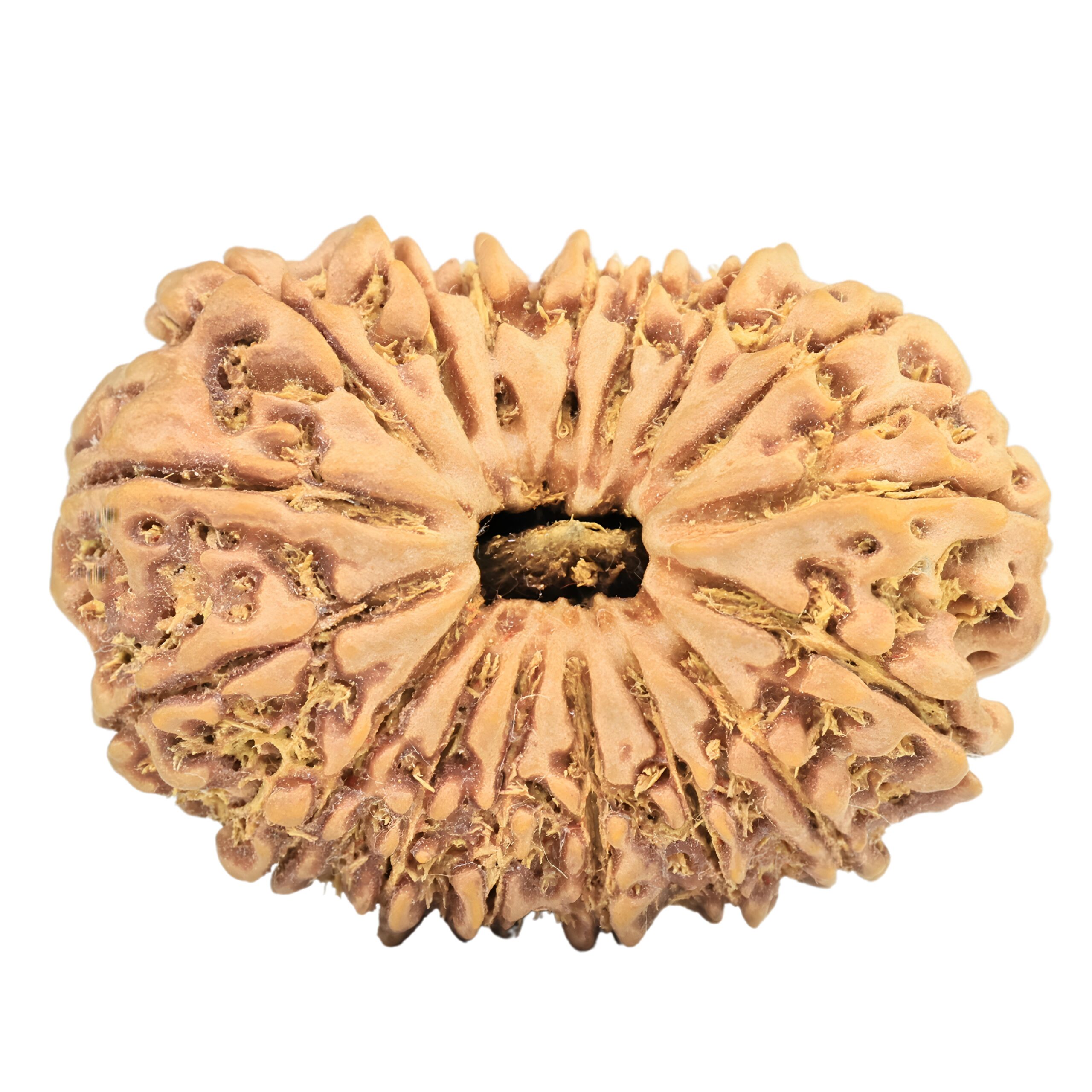 17 Mukhi Rudraksha 37.2mm 9.75gm - Rudraksha