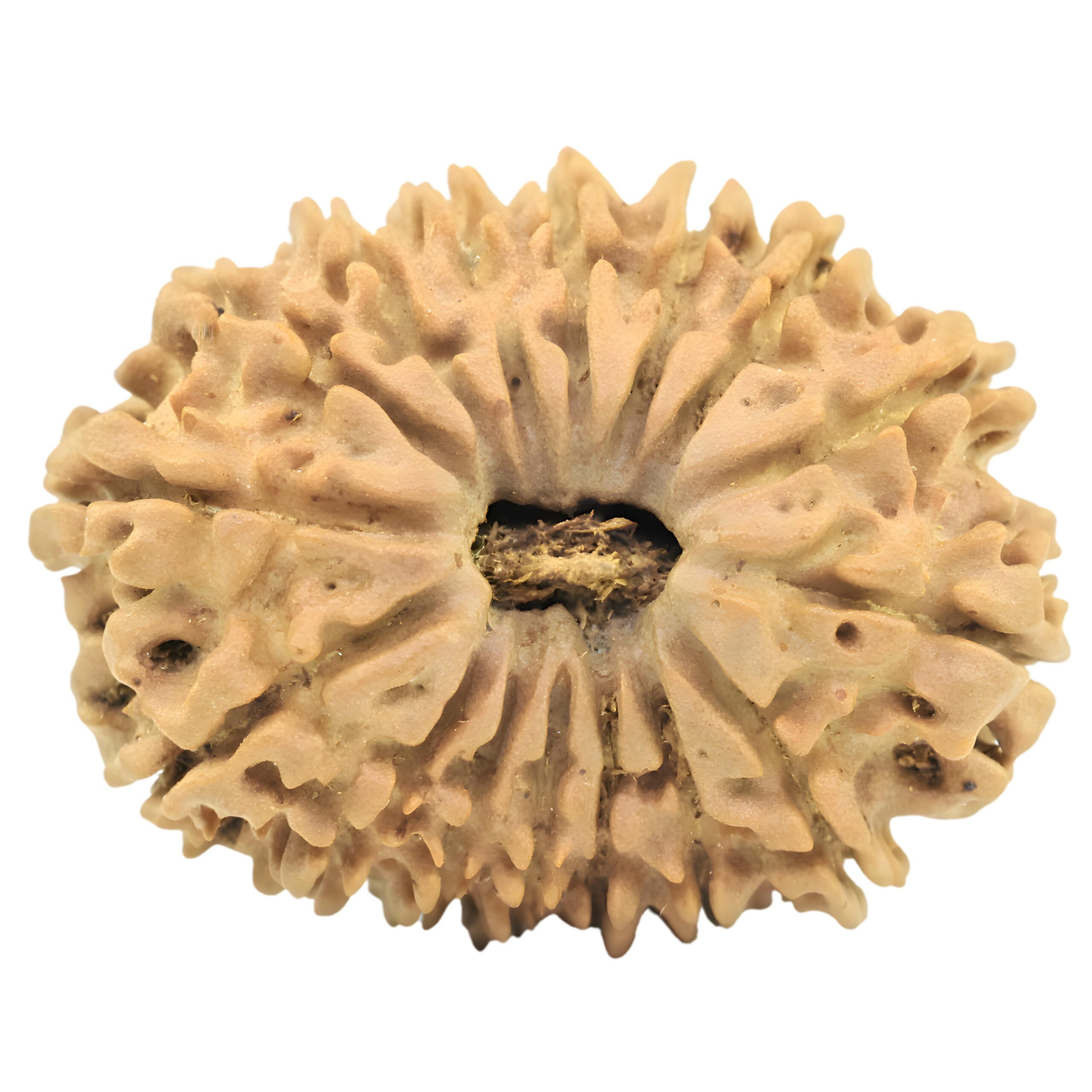 16 Mukhi Rudraksha 26.6mm 3.2gm - Rudraksha