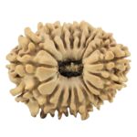 19 Mukhi Rudraksha 27.8mm 4.32gm - Rudraksha