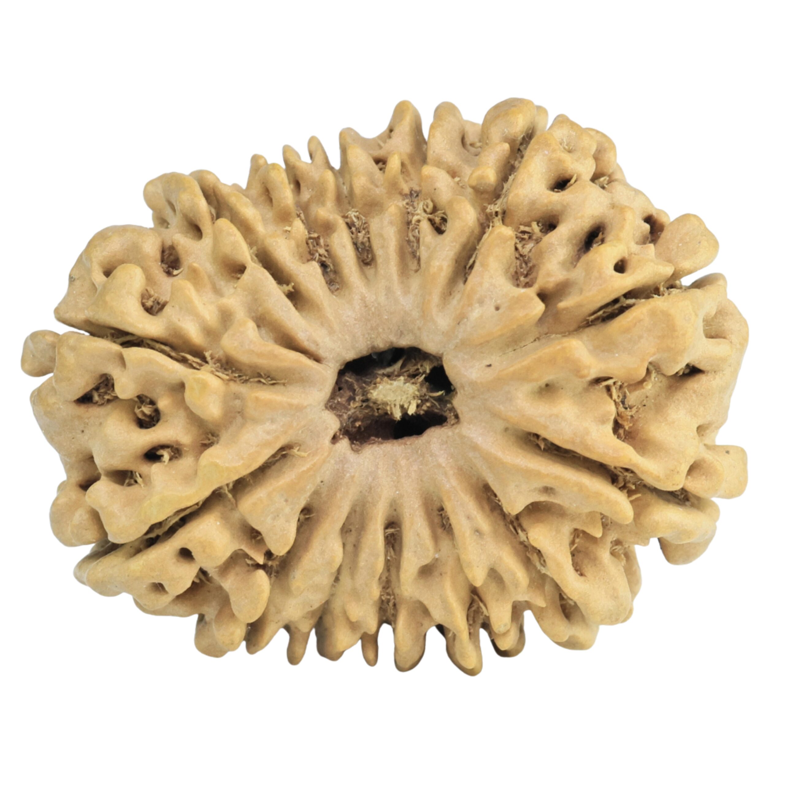 14 Mukhi Rudraksha 27.6mm 3.72gm - Rudraksha