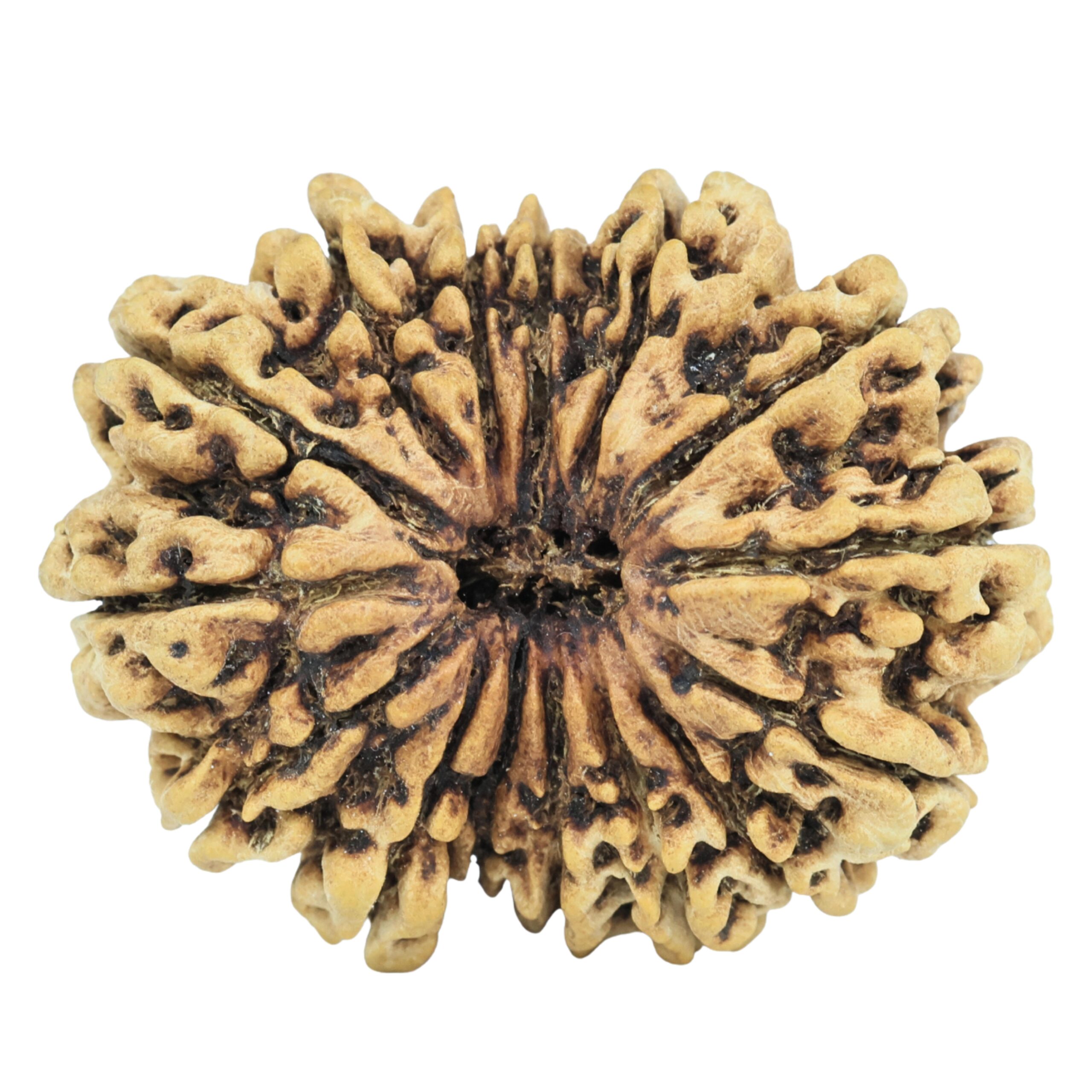 15 Mukhi Rudraksha 30.7mm 4.26gm - Rudraksha