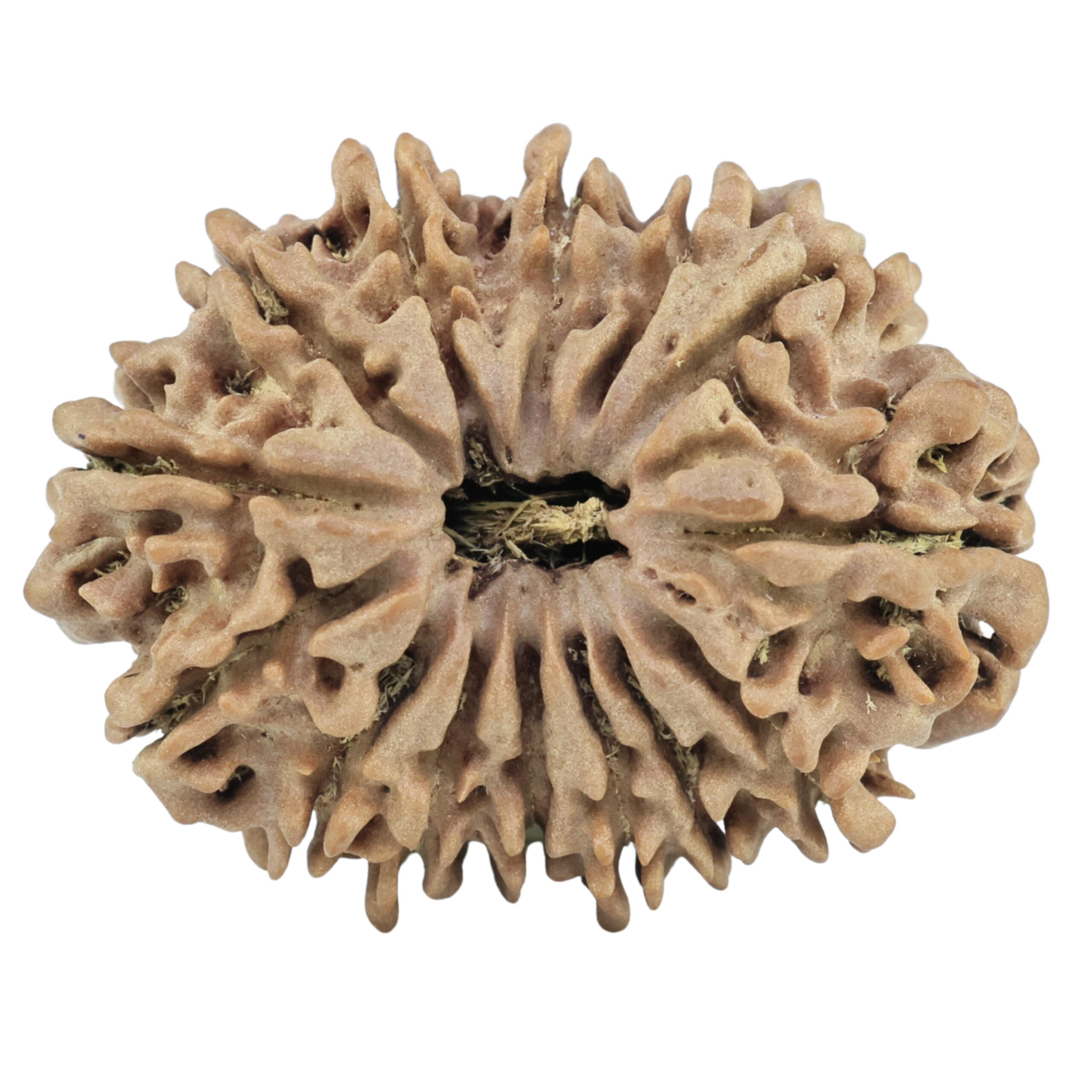 14 Mukhi Rudraksha 32.2mm 6.26gm - Rudraksha