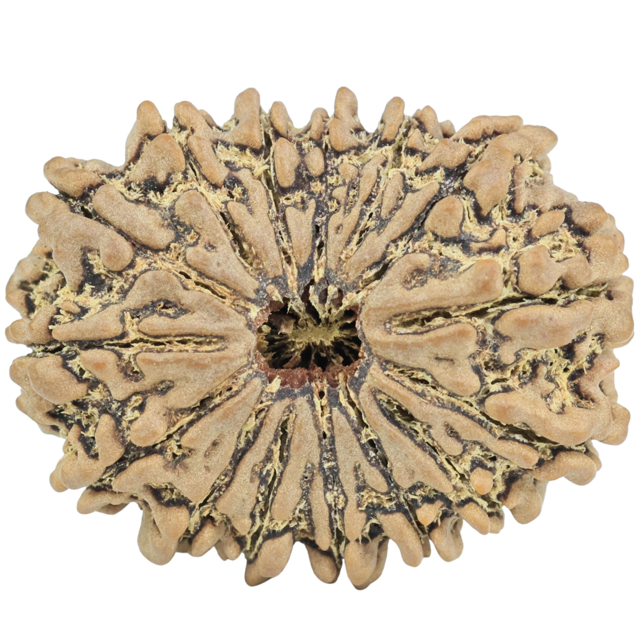 15 Mukhi Rudraksha 29.1mm 4.83gm - Rudraksha