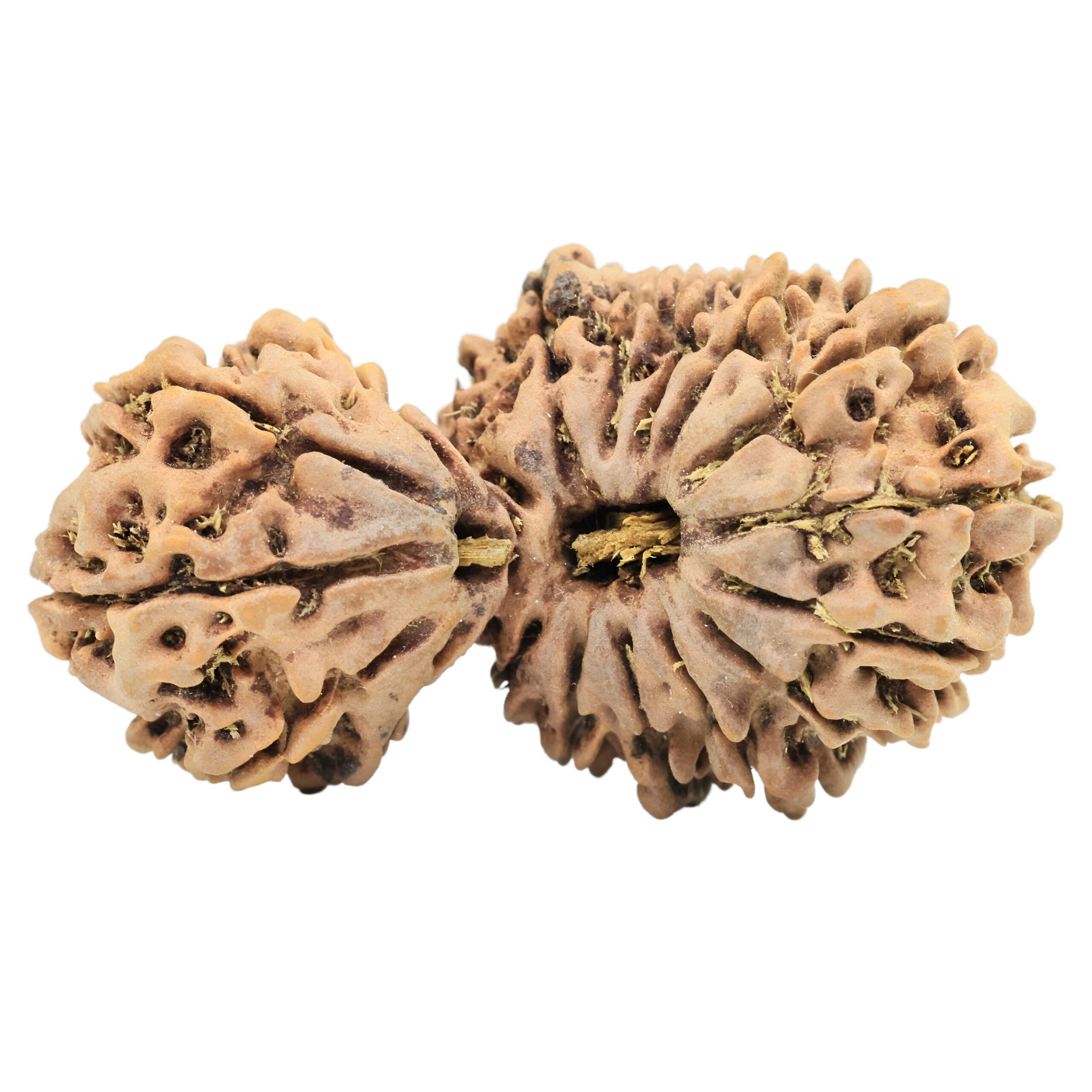 18 Mukhi Gaurishankar 38.5mm 5.49gm - Rudraksha