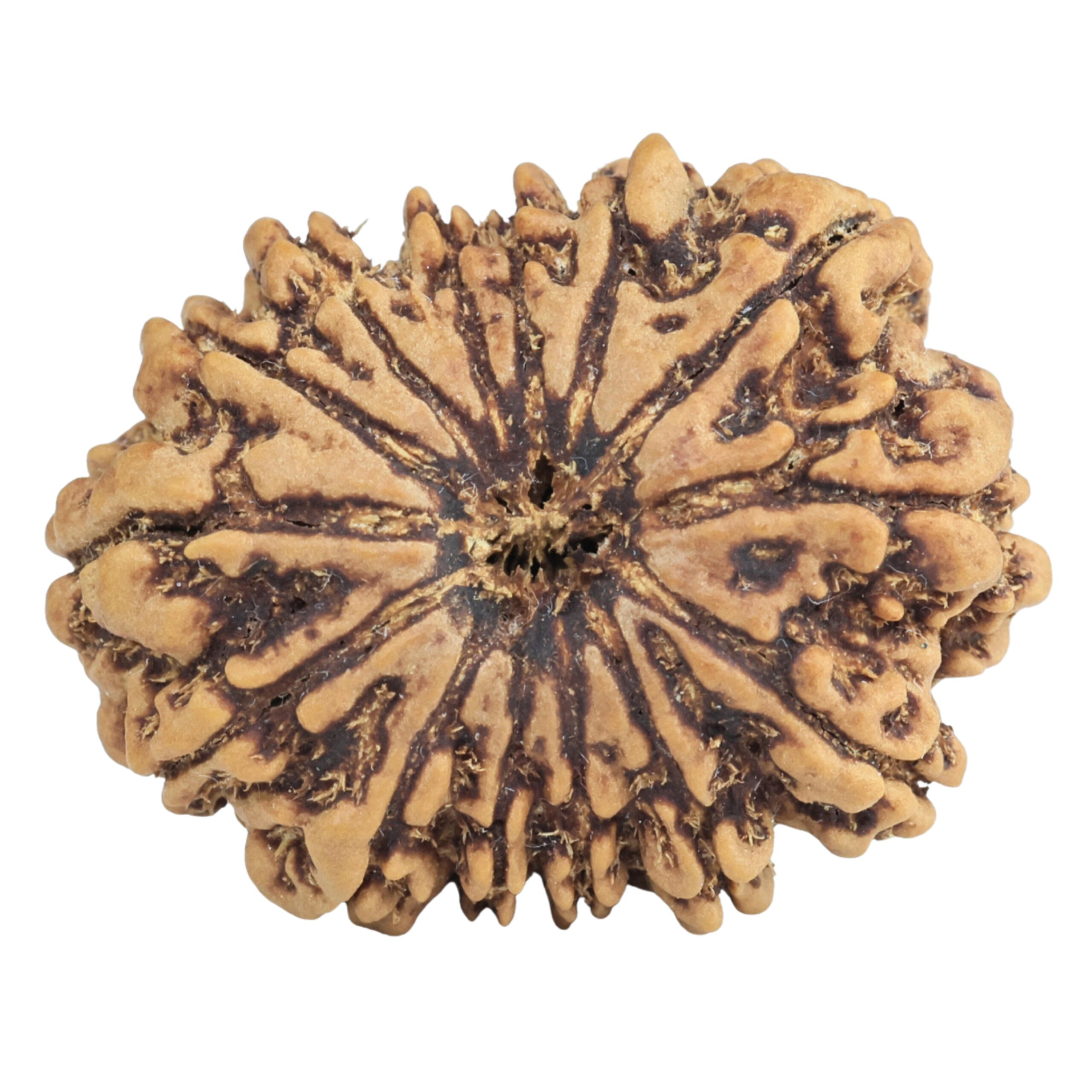 14 Mukhi Rudraksha 26.5mm 3.91gm - Rudraksha