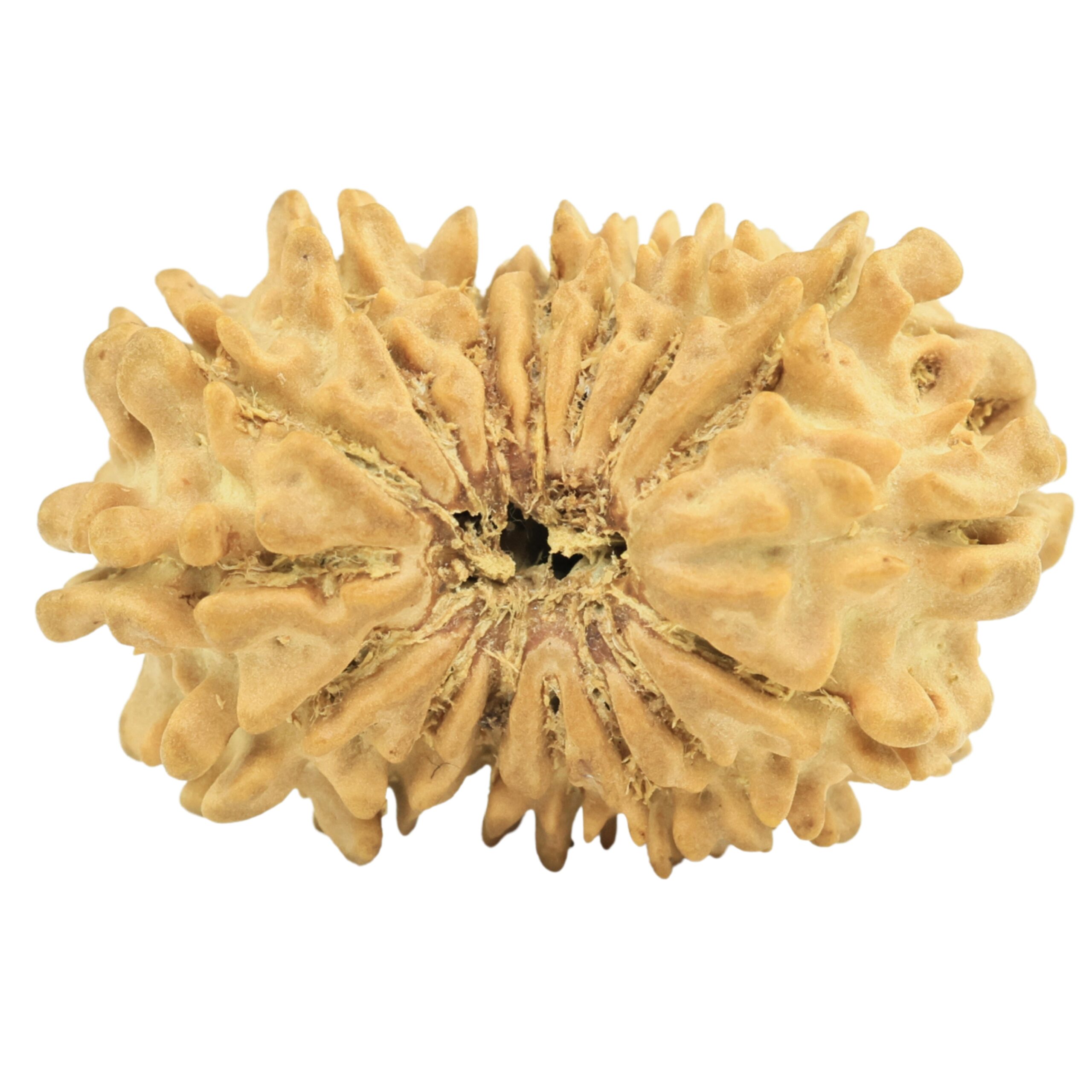16 Mukhi Rudraksha 24.7mm 2.66gm - Rudraksha