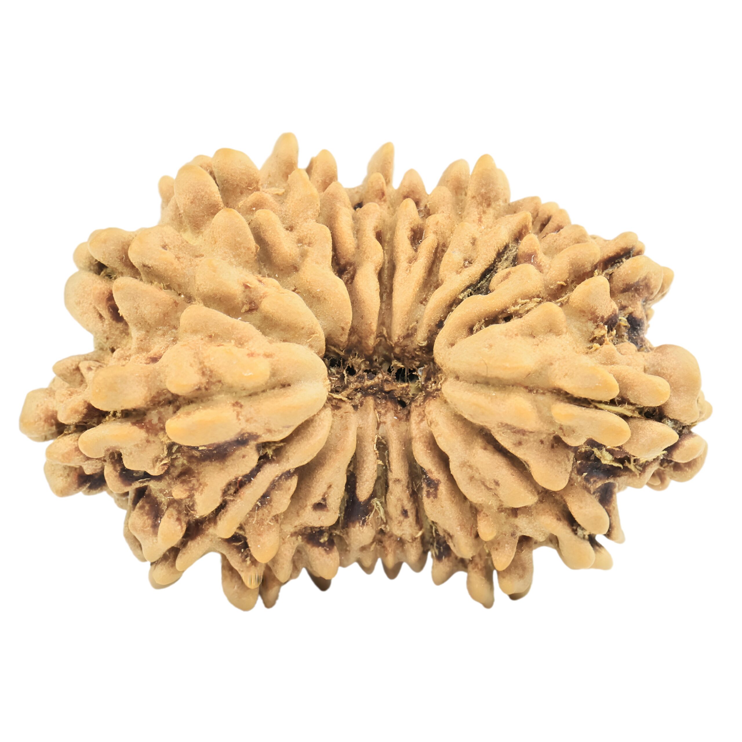 16 Mukhi Rudraksha 24mm 2.07gm - Rudraksha