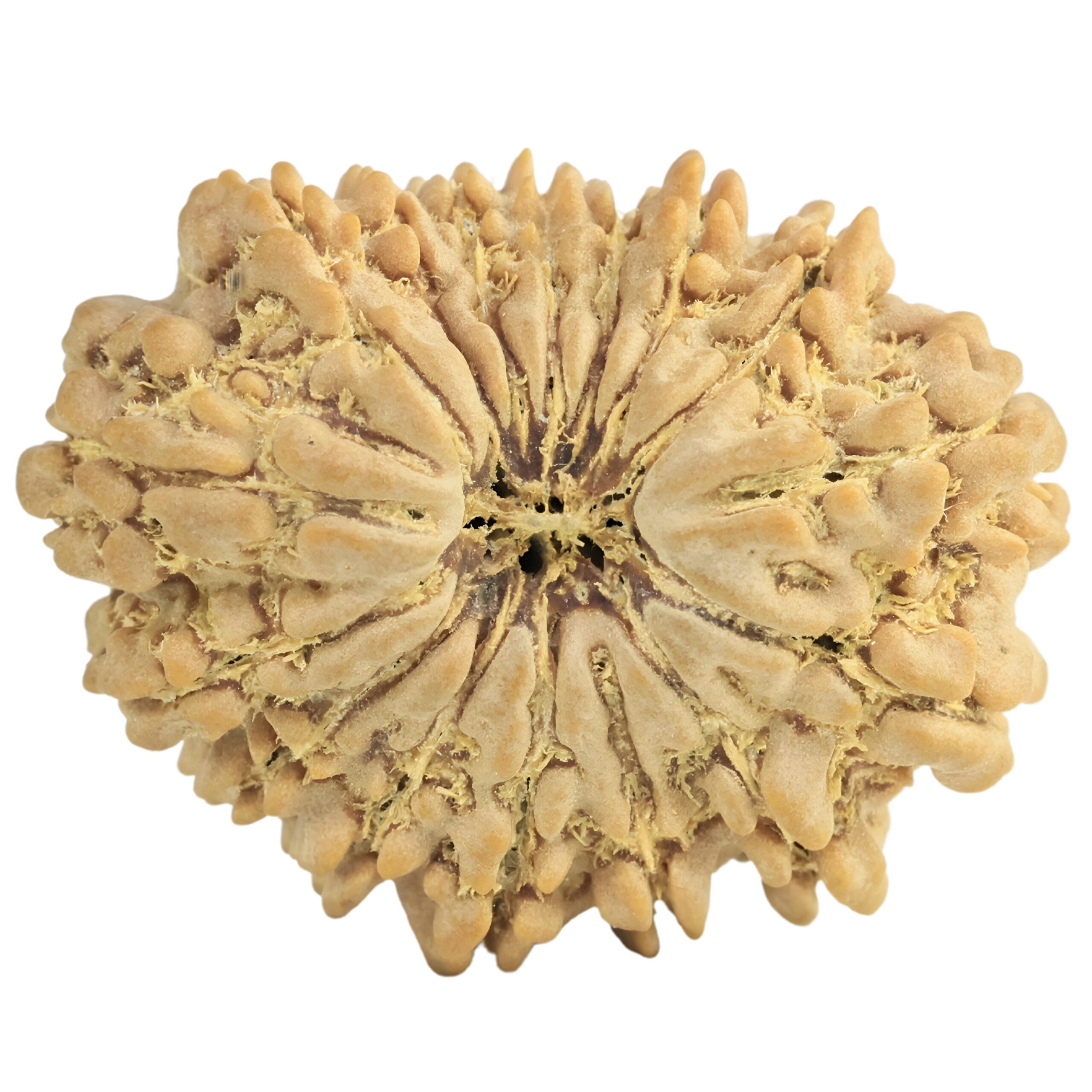16 Mukhi Rudraksha 27.2mm 4.24gm - Rudraksha