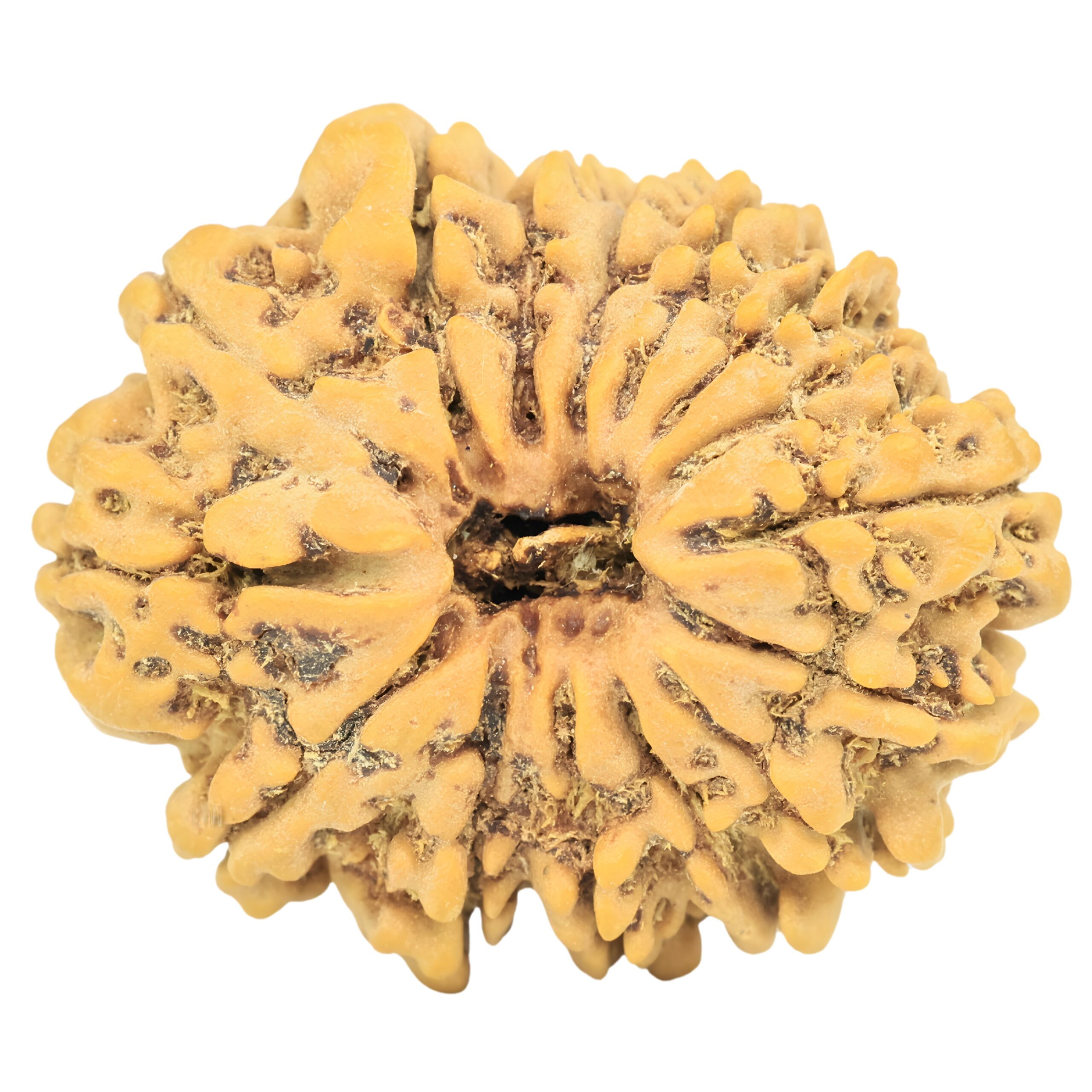 15 Mukhi Rudraksha 27.2mm 4.49gm - Rudraksha