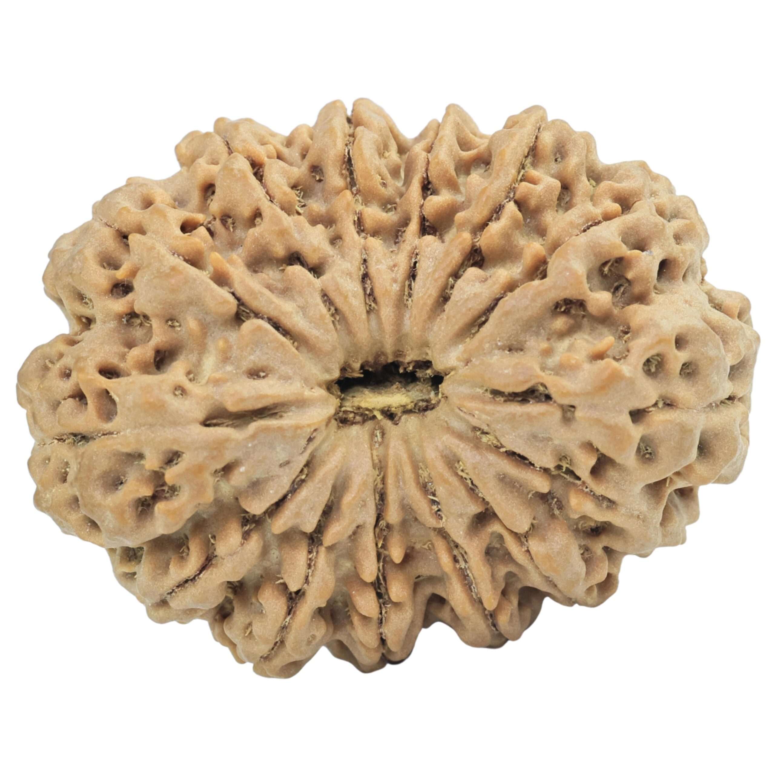 14 Mukhi Rudraksha 35.8mm 9gm - Rudraksha