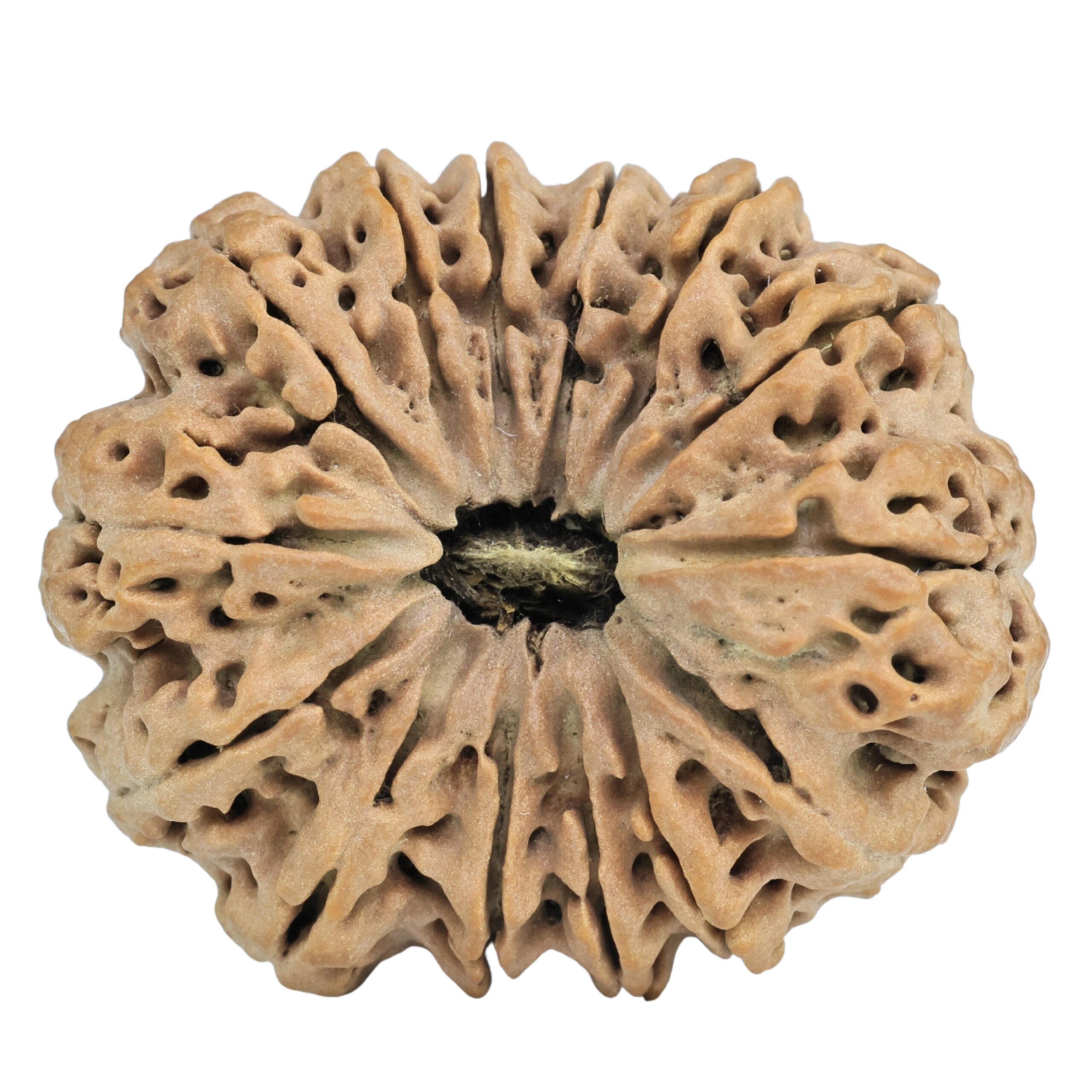 14 Mukhi Rudraksha 35.6mm 8gm - Rudraksha