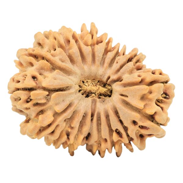 17 Mukhi Rudraksha 29.9mm 4gm - Origin: Nepal - Rudraksha