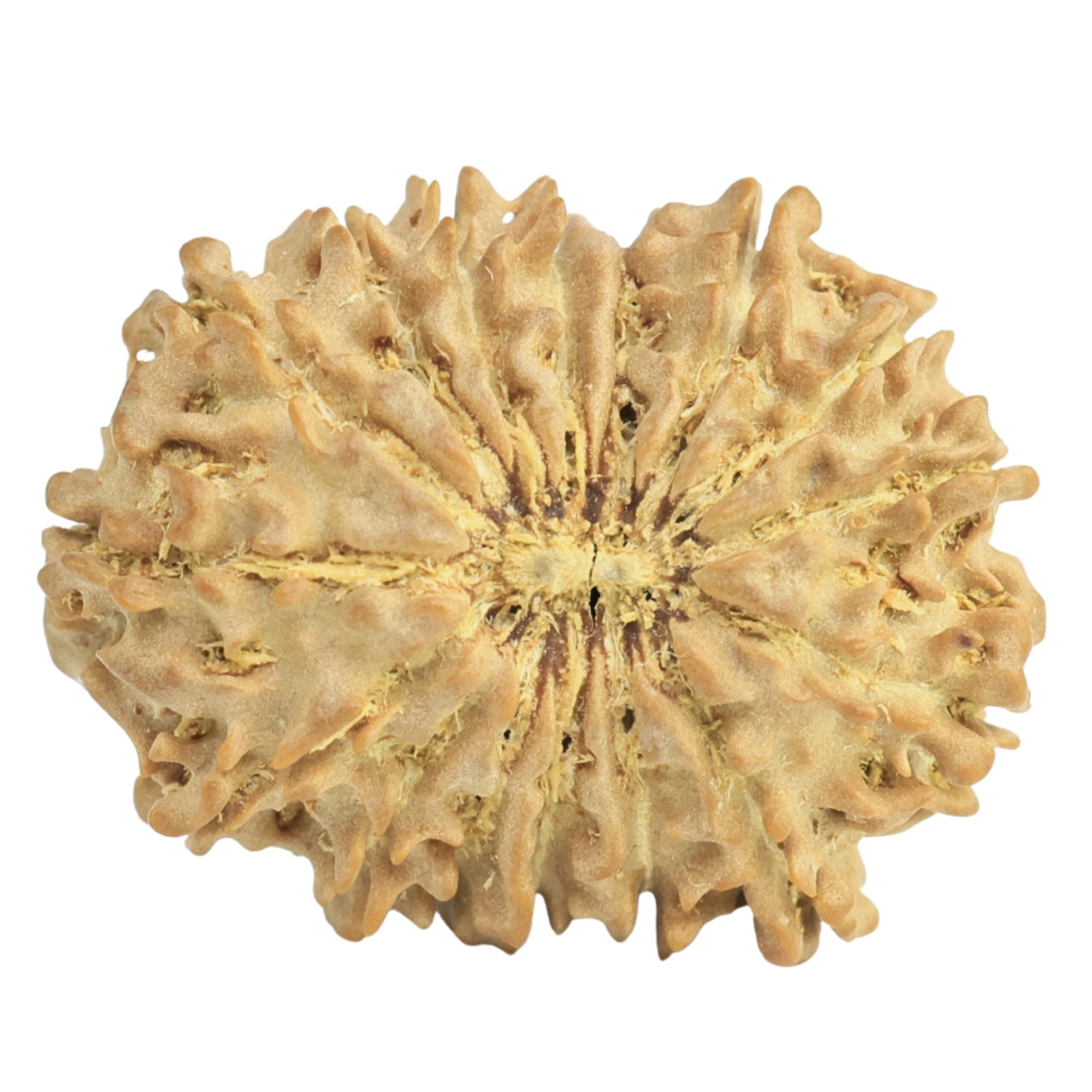 16 Mukhi Rudraksha 19.5mm 1.59gm - Rudraksha