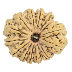 14 Mukhi Rudraksha 33.1mm 6.84gm - Rudraksha