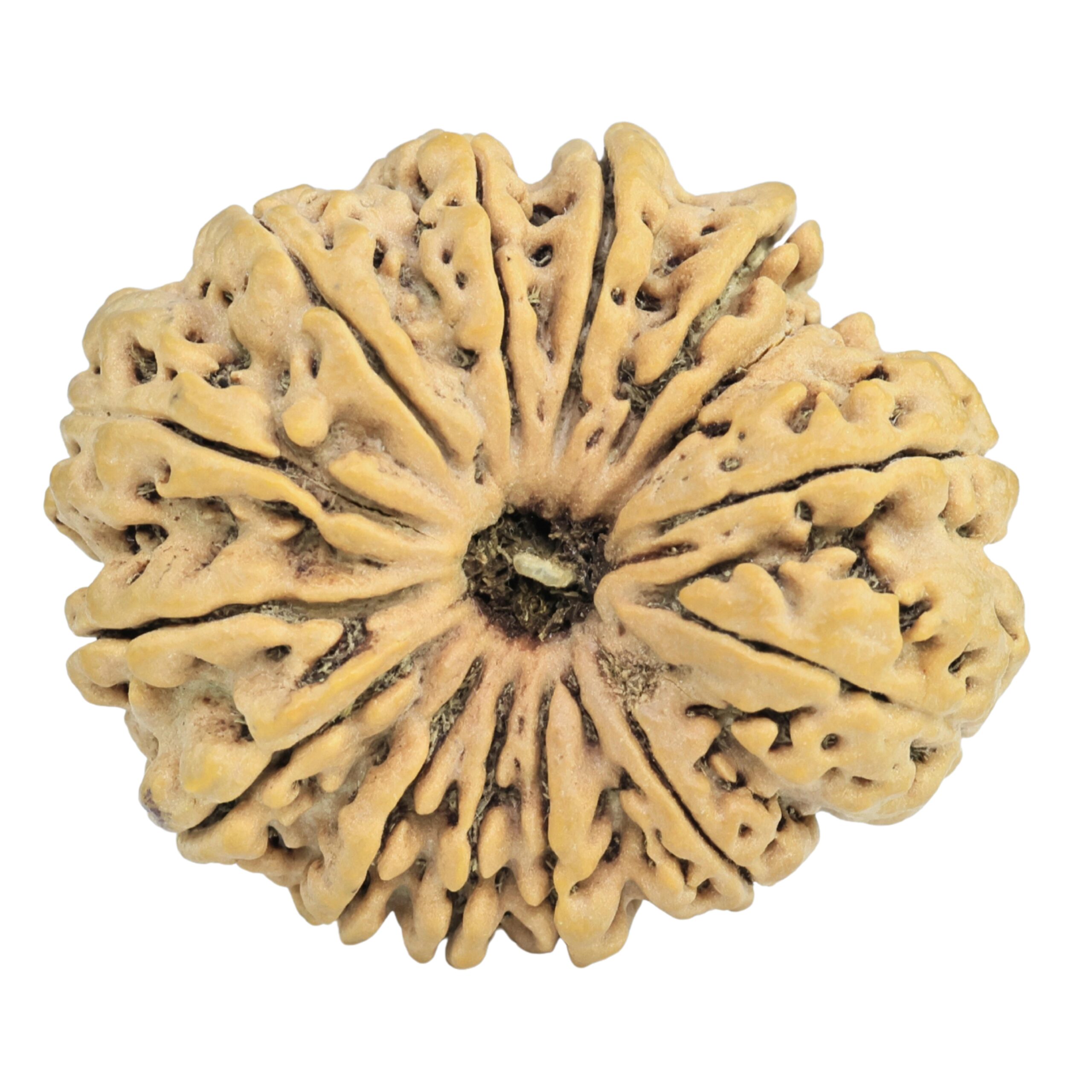 14 Mukhi Rudraksha 33.1mm 6.84gm - Rudraksha