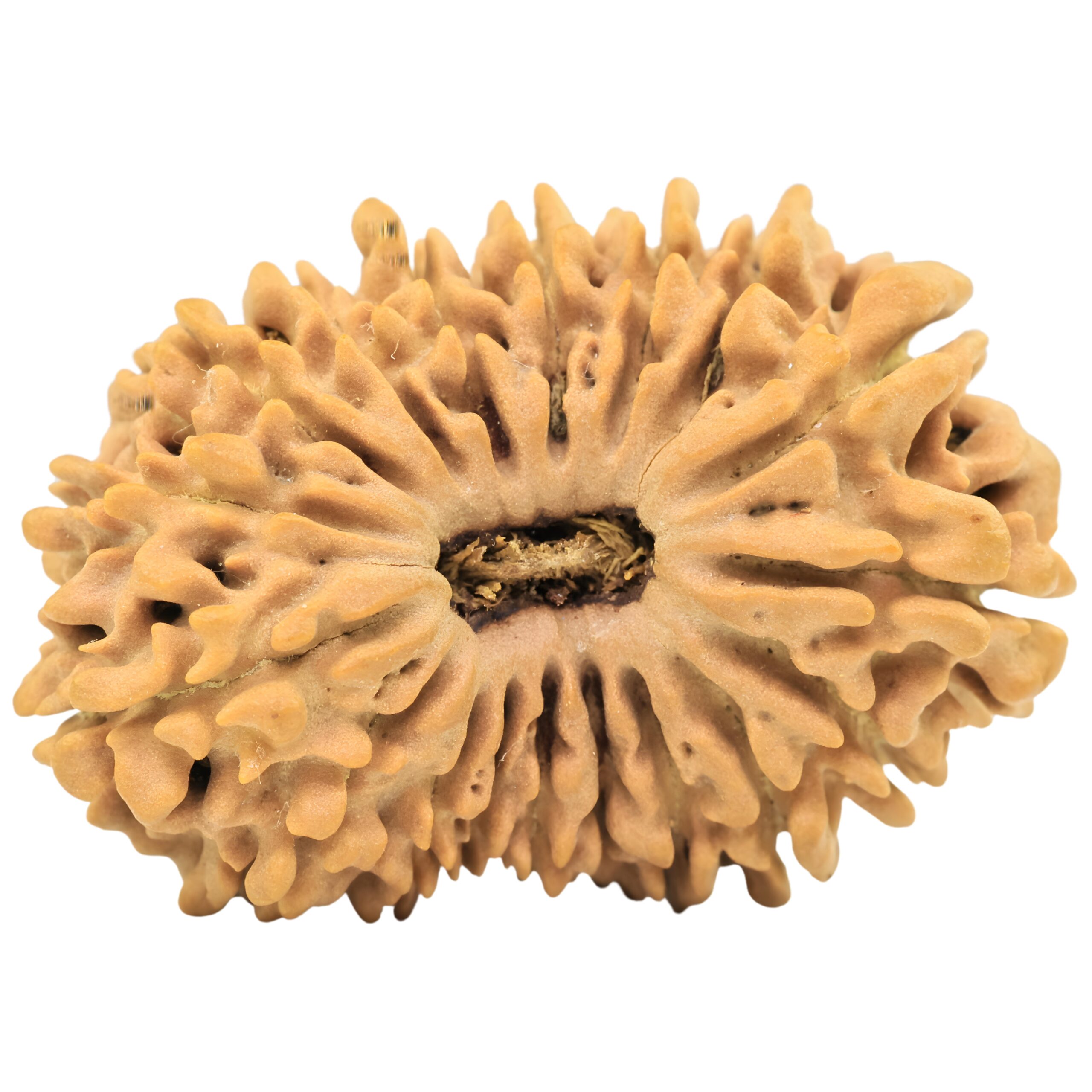 18 Mukhi Rudraksha 31.5mm 4.86gm - Rudraksha