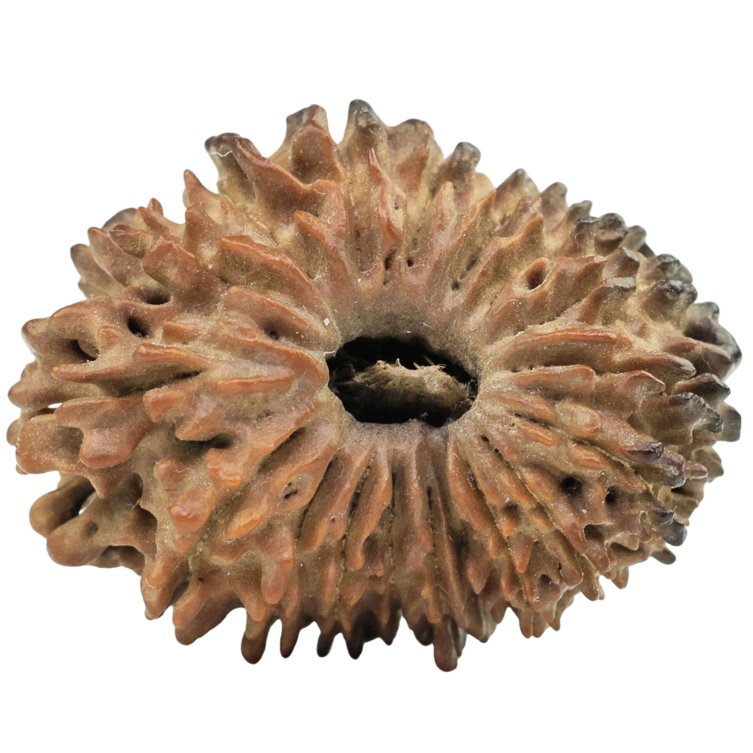 18 Mukhi Rudraksha 25.7mm 3.15gm - Rudraksha