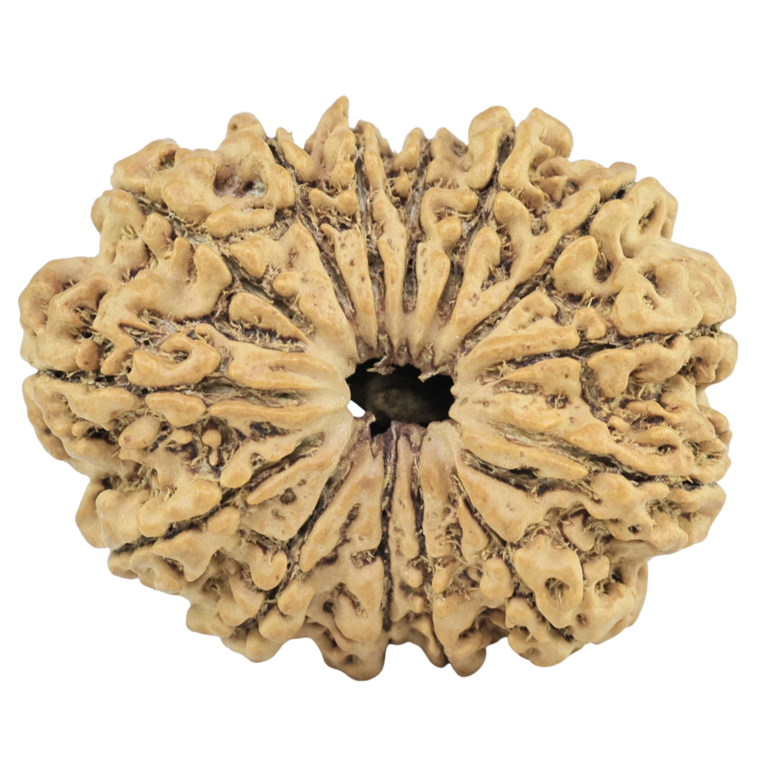 14 Mukhi Rudraksha 28.9mm 3.81gm - Rudraksha