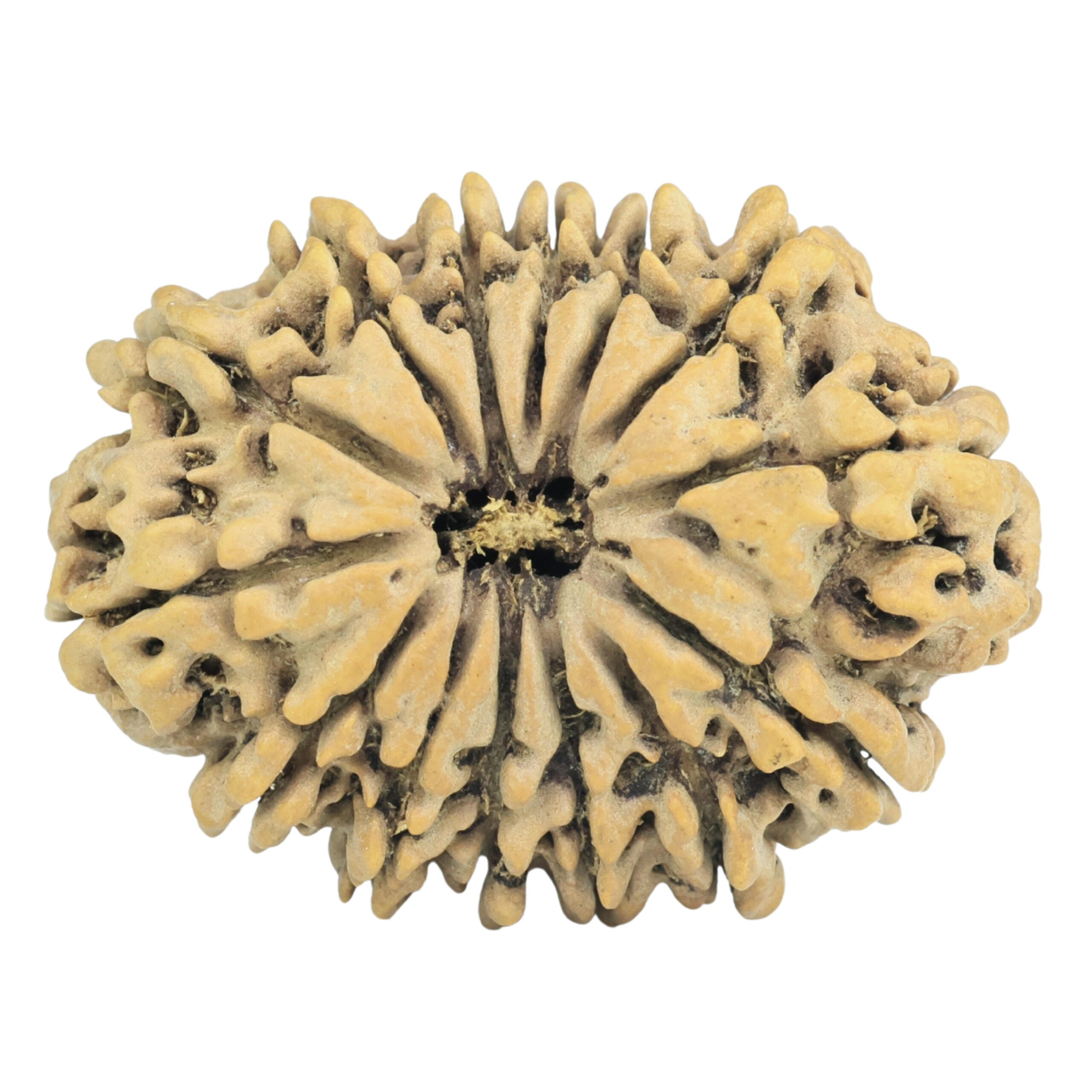 14 Mukhi Rudraksha 32.4mm 5.91gm - Rudraksha