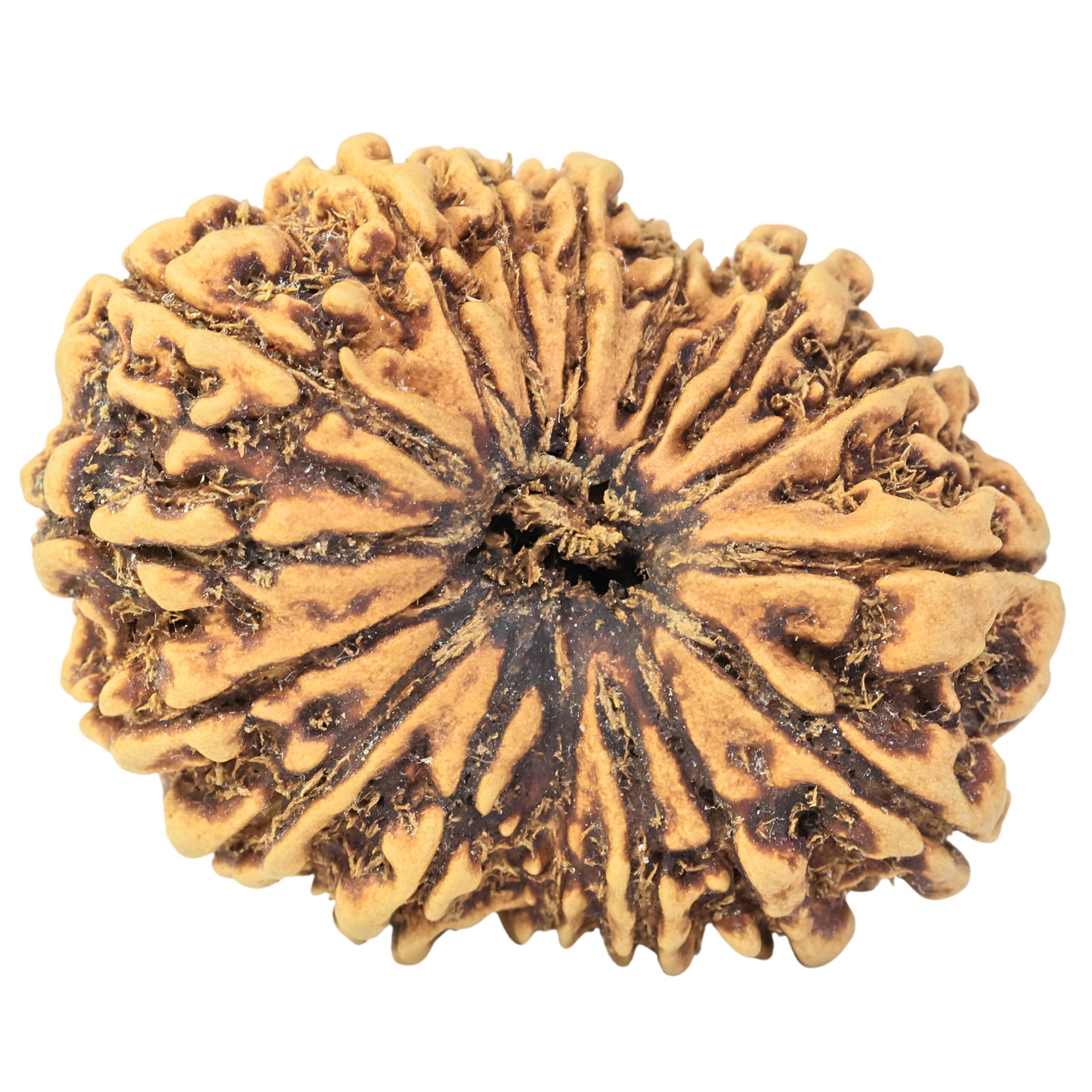 16 Mukhi Rudraksha 33.6mm 3.28gm - Rudraksha