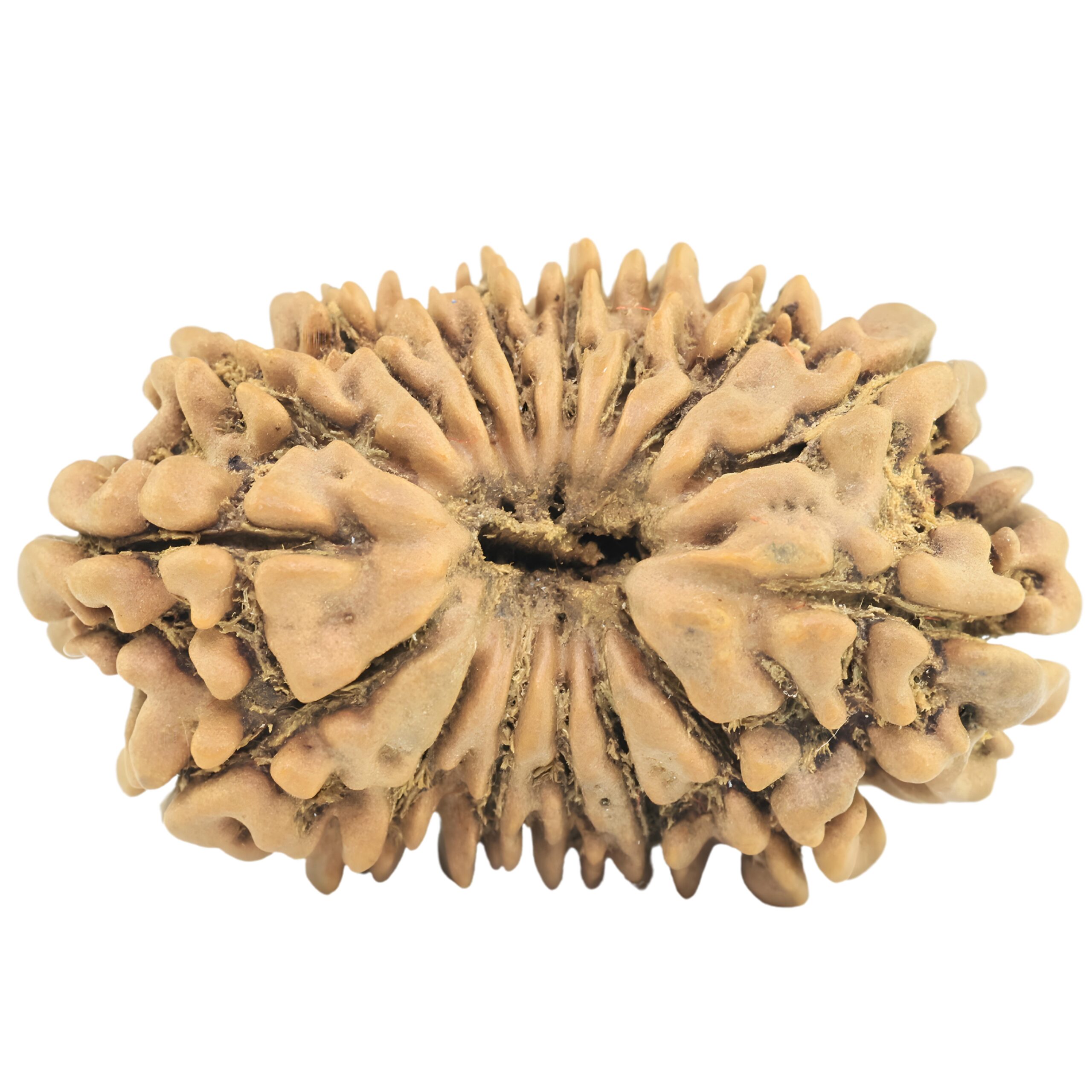 16 Mukhi Rudraksha 28.6mm 2.57gm - Rudraksha