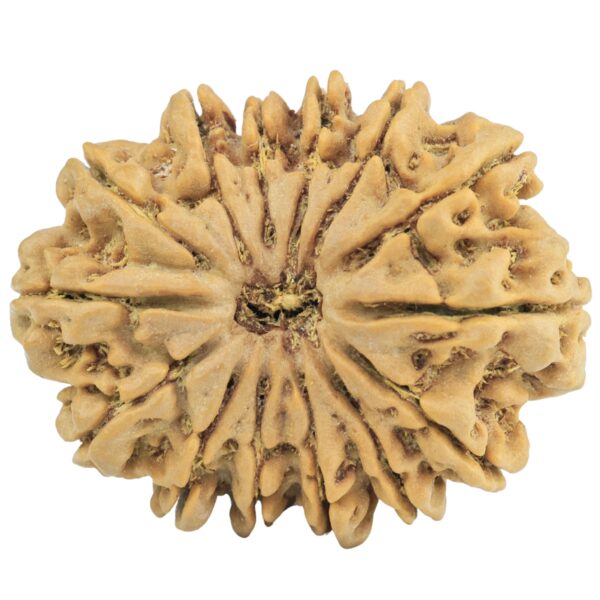 14 Mukhi Rudraksha 32.7mm 7.14gm - Rudraksha