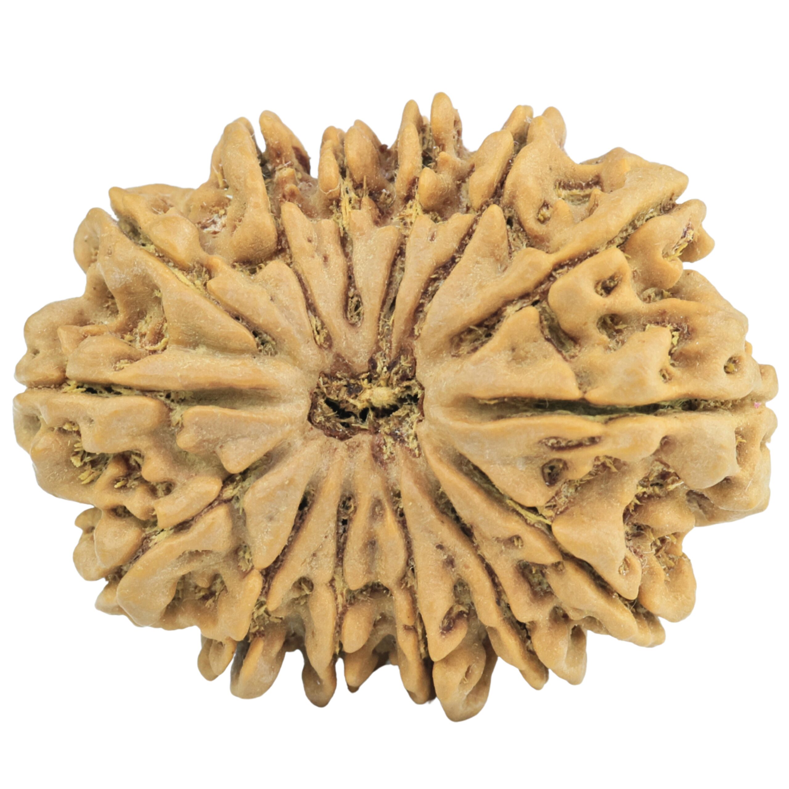 14 Mukhi Rudraksha 32.7mm 7.14gm - Rudraksha