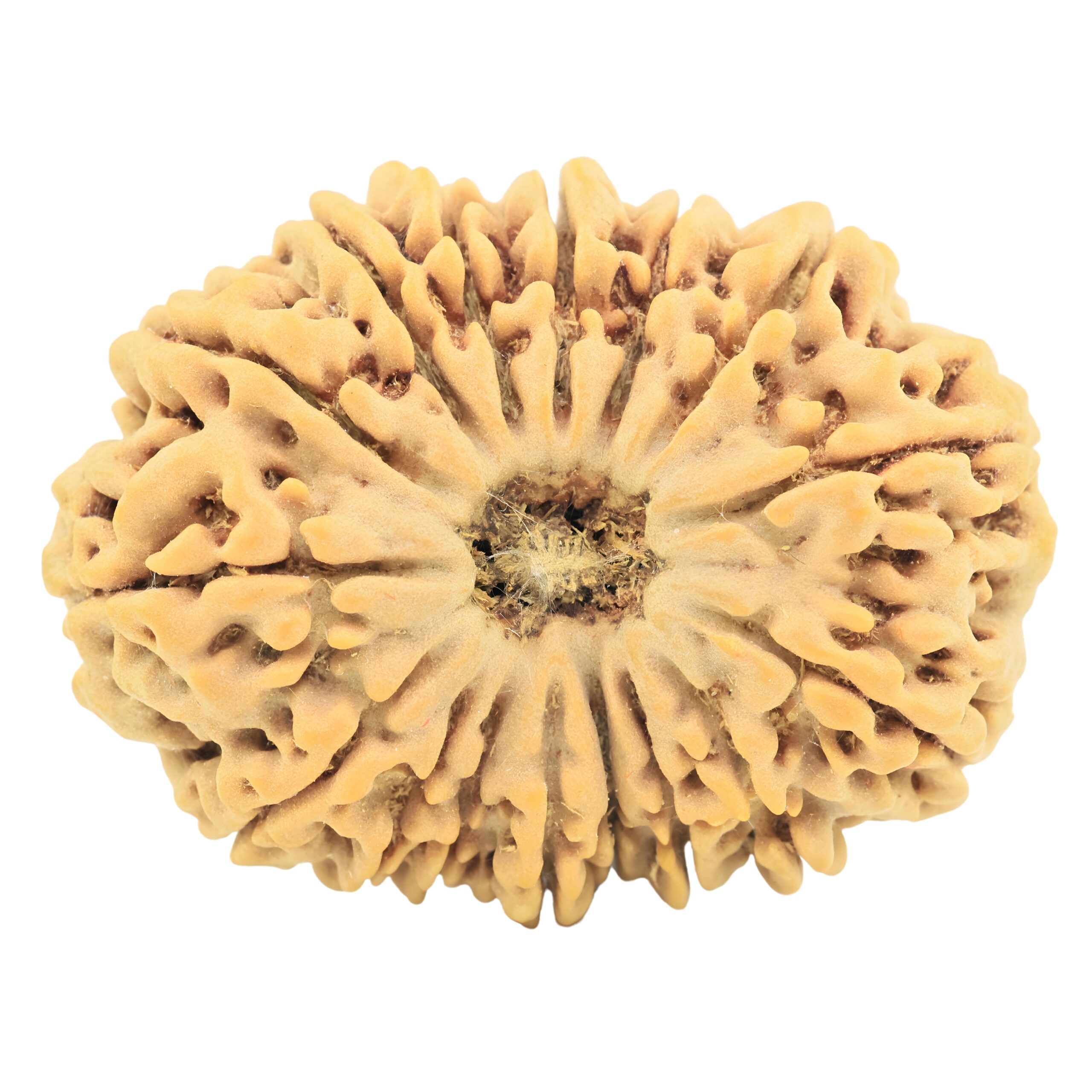 16 Mukhi Rudraksha 35.7mm 9.17gm - Rudraksha