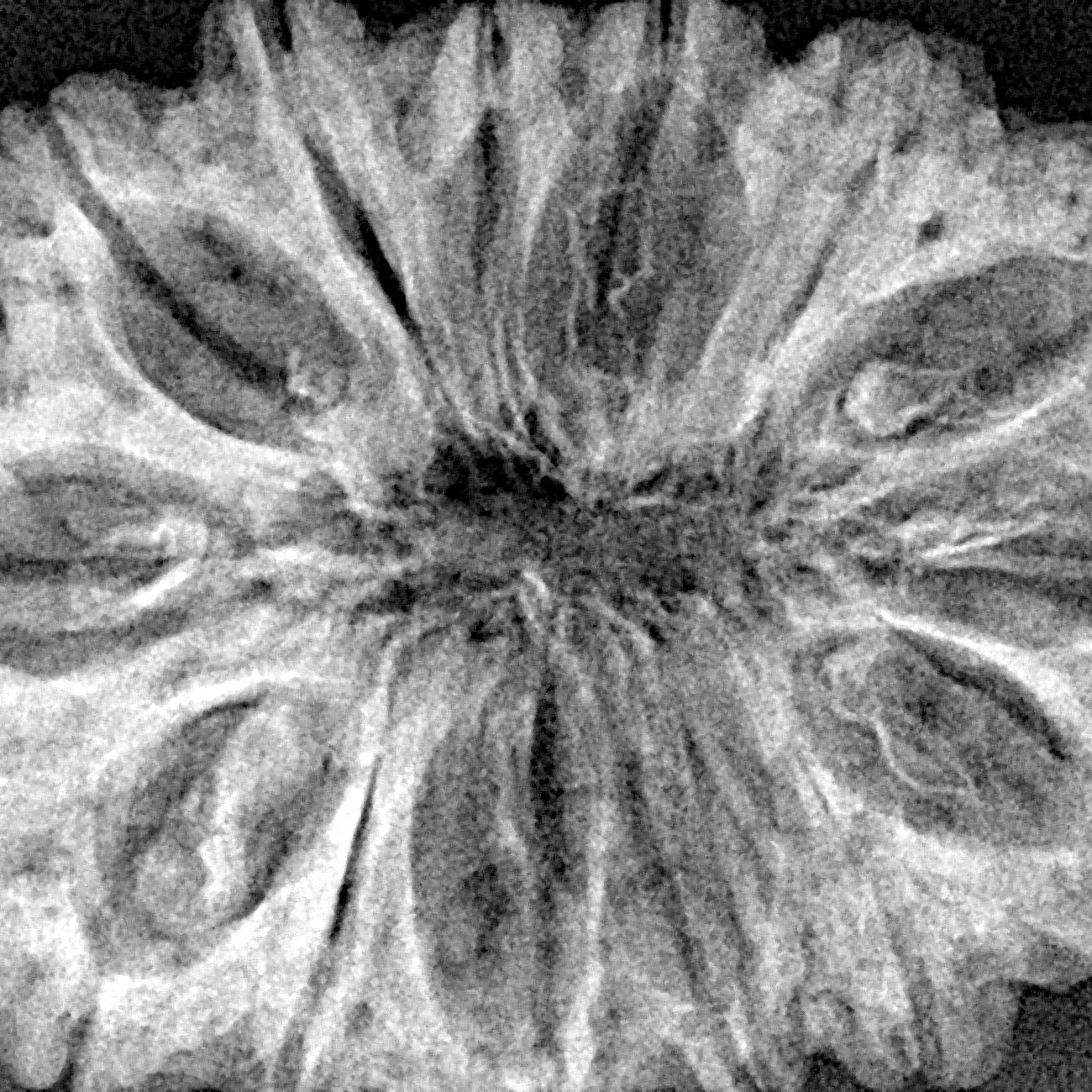 14 Mukhi Rudraksha 34.9mm 6.19gm - Xray