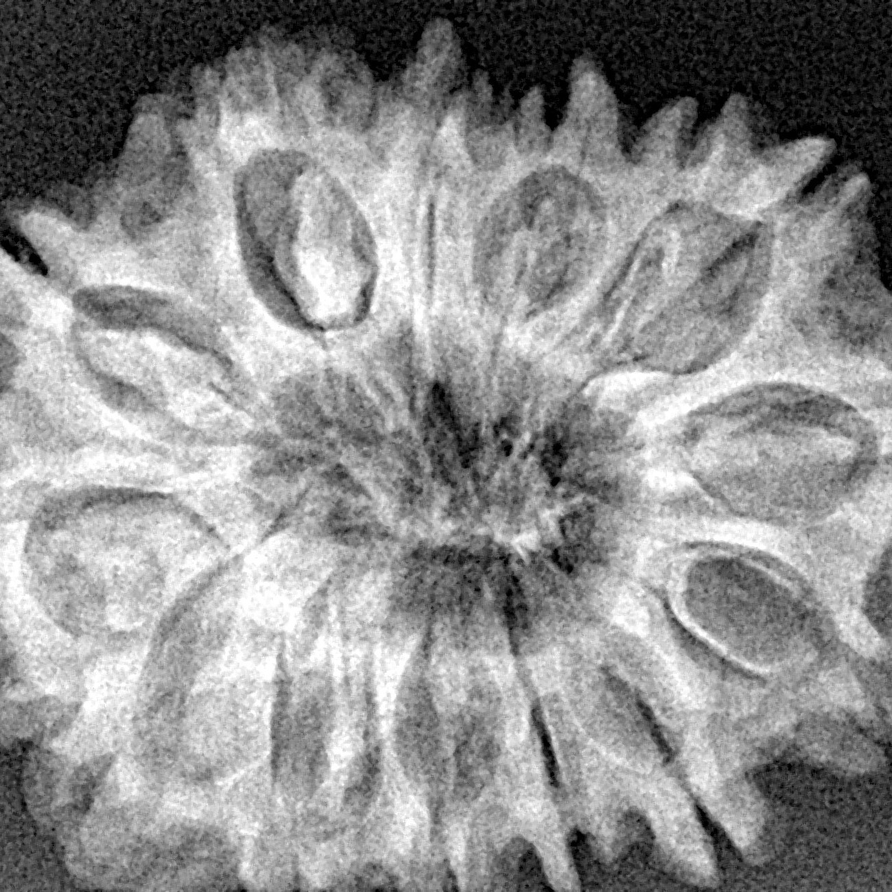 14 Mukhi Rudraksha 31.5mm 5.8gm - Xray