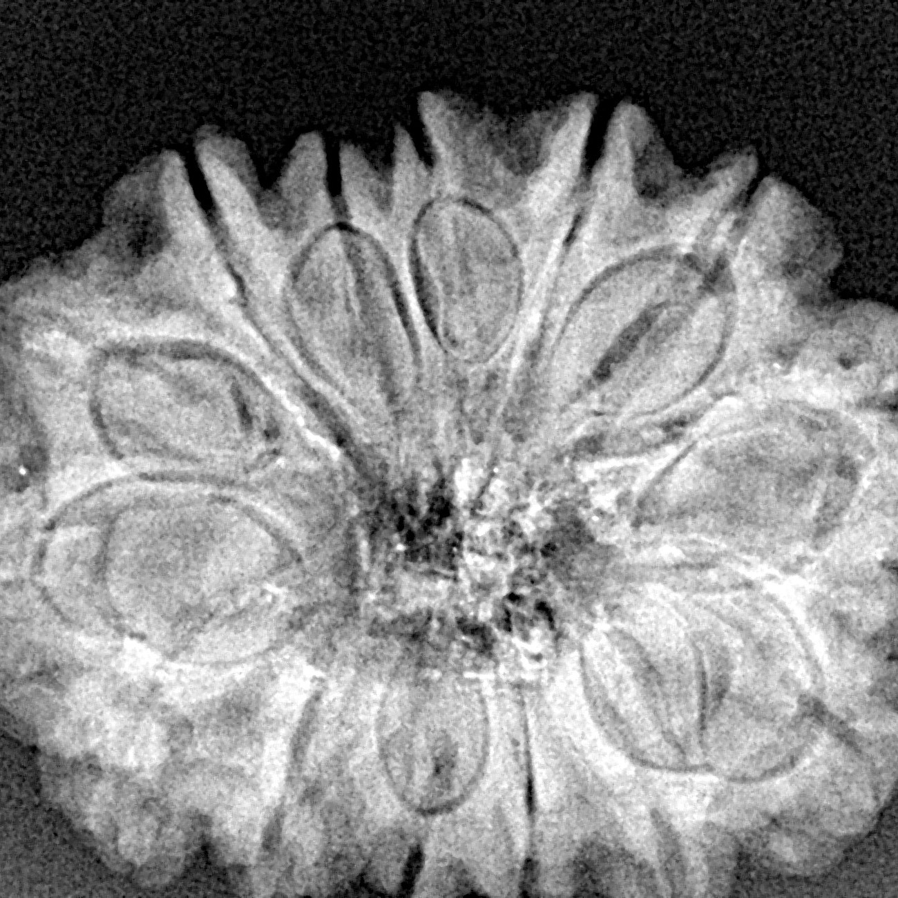 14 Mukhi Rudraksha 29.5mm 5.66gm - Xray