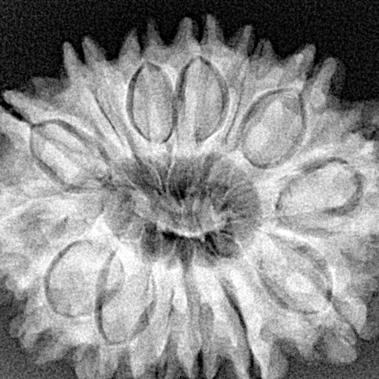 14 Mukhi Rudraksha 30.4mm 6.13gm - Xray