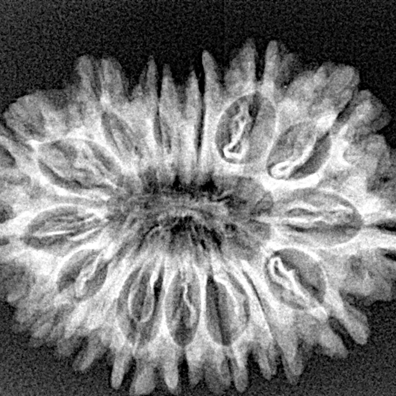 15 Mukhi Rudraksha 29.5mm 4gm - Xray